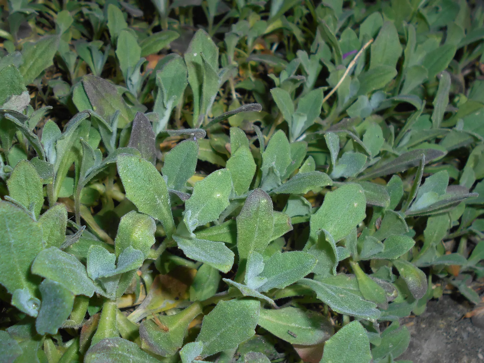 Alpine Rockcress (Arabis Caucasica) — particularly rock gardens and alpine troughs; it has minimal water requirements once established, making it a, image 97