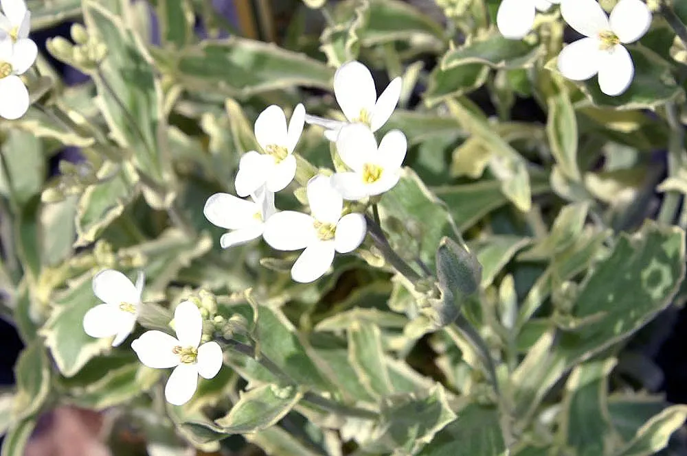 Alpine Rockcress (Arabis Caucasica) — withstanding temperatures down to -30&deg;F; the blossoms range in color from pristine white to soft pink and emit a