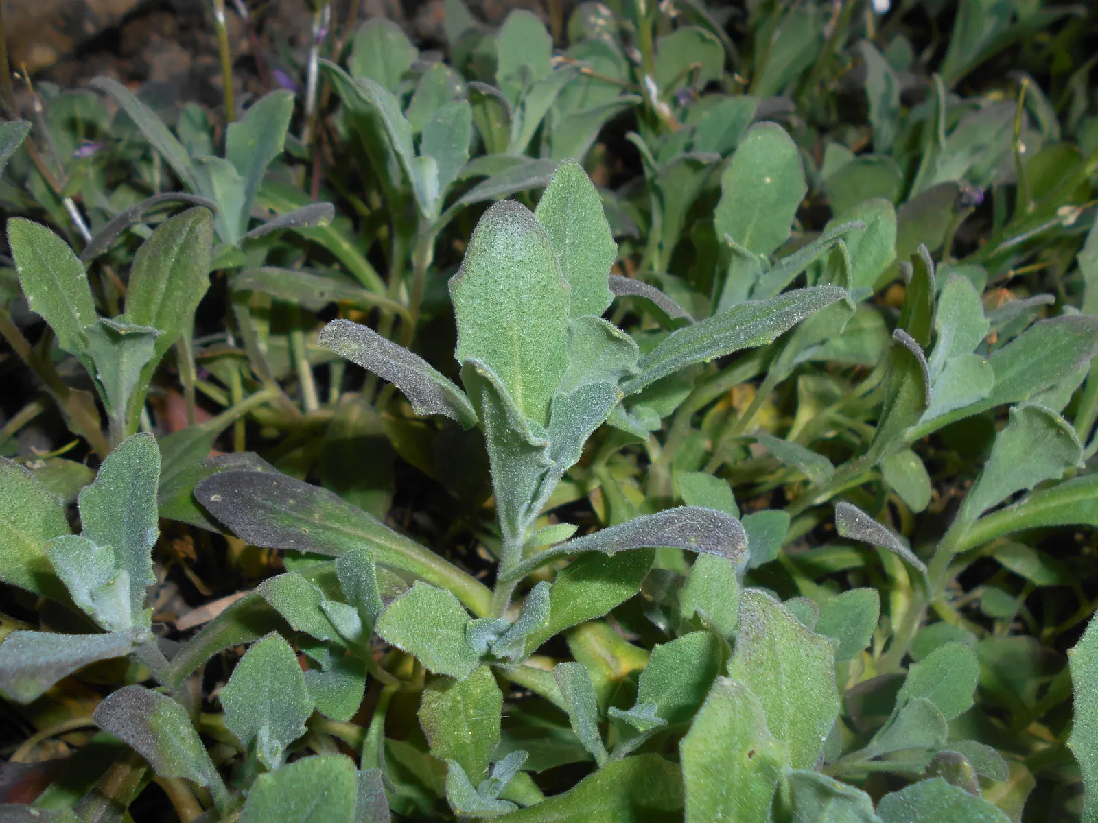 Alpine Rockcress (Arabis Caucasica) — its mat-forming habit makes it ideal for edging paths; providing a year-round textural backdrop.<br><br>Come, image 106