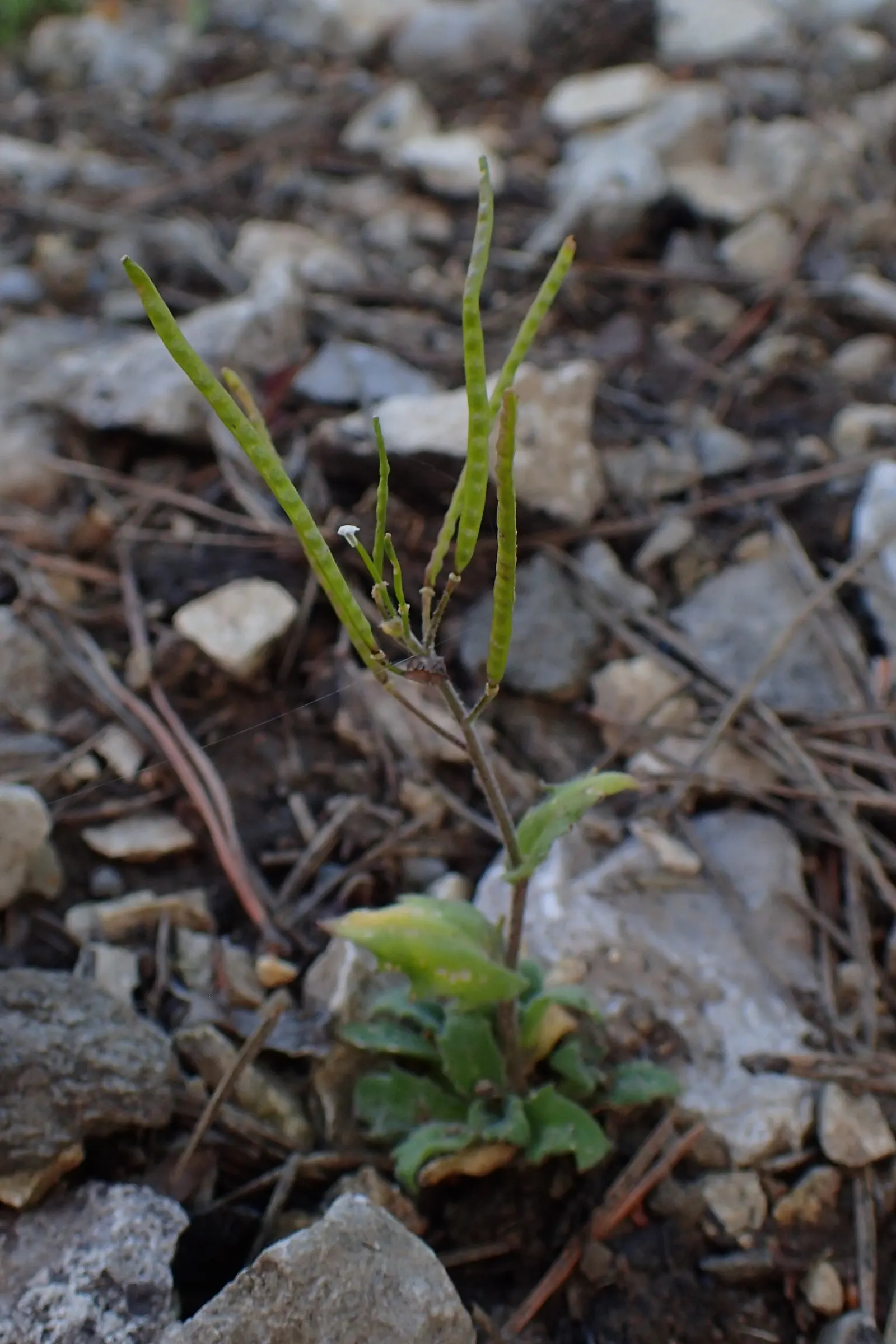 Alpine Rockcress (Arabis Caucasica) — it boasts masses of white; its mat-forming habit makes it ideal for edging paths, image 47