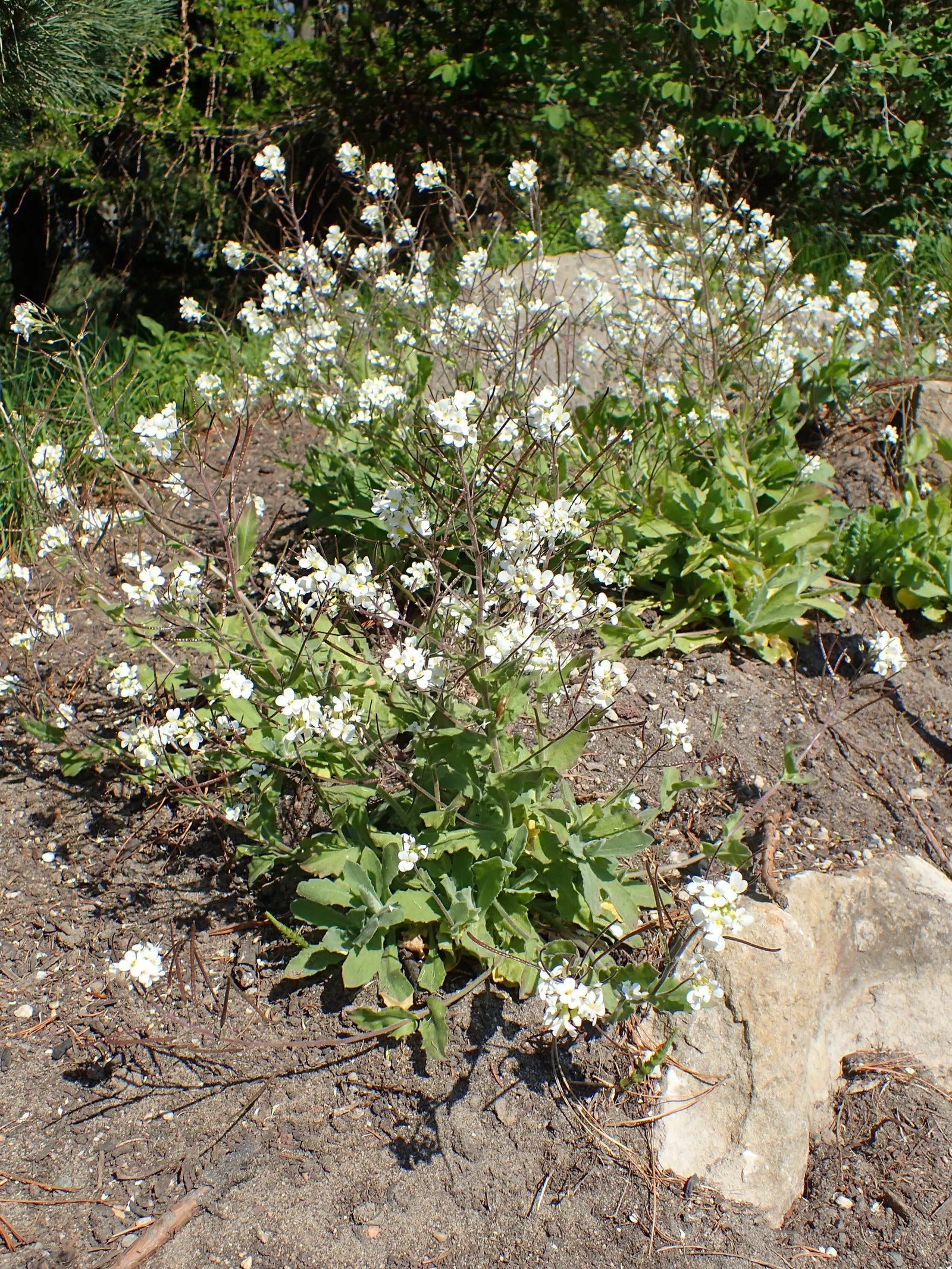 Alpine Rockcress (Arabis Caucasica) — The foliage of the Alpine Rockcress is a dense rosette of lance-shaped; withstanding temperatures down to, image 78