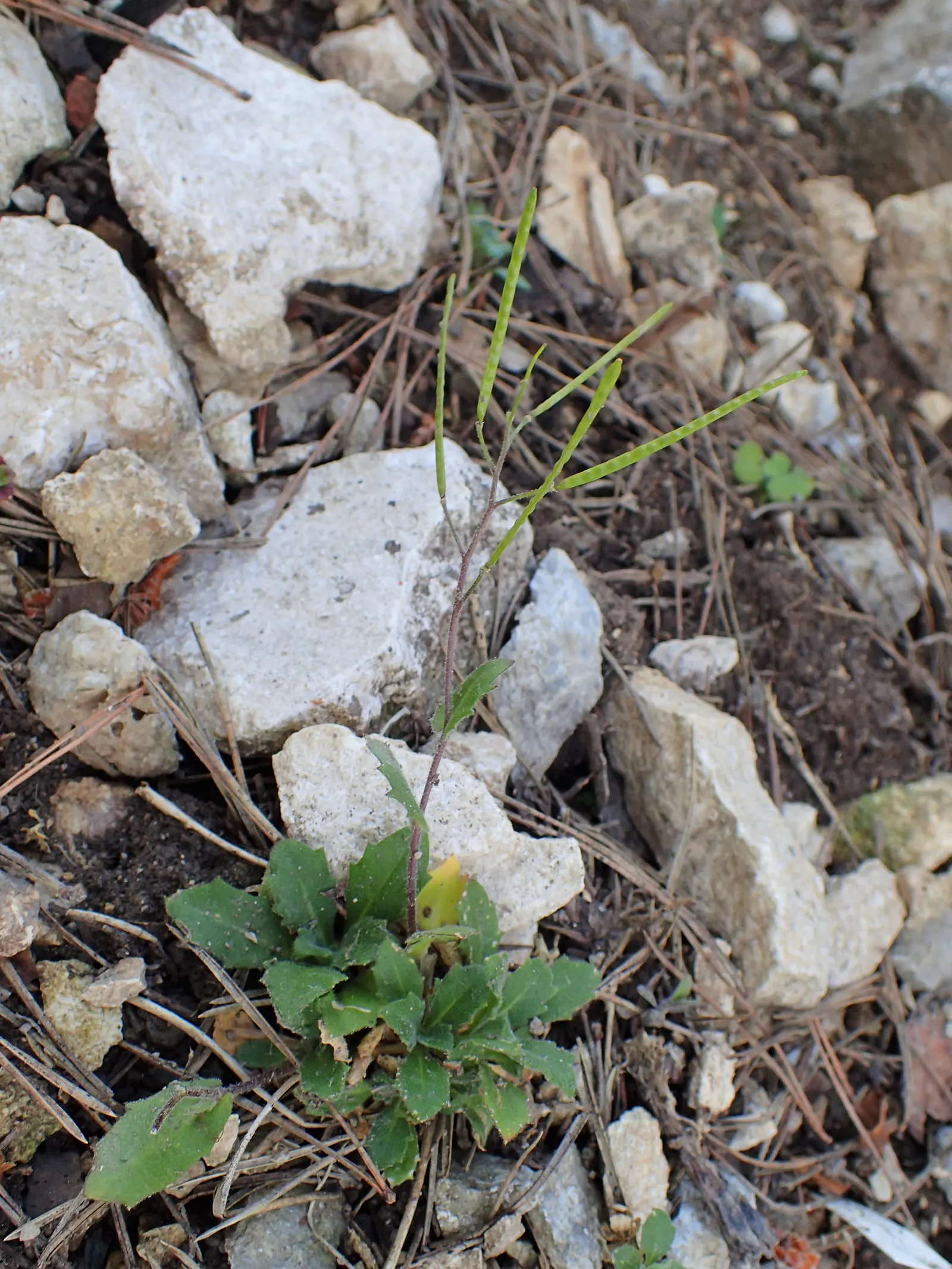 Alpine Rockcress (Arabis Caucasica) — This attractive ground cover features a low-growing habit; alpine Rockcress (Arabis caucasica) is a hardy, image 54