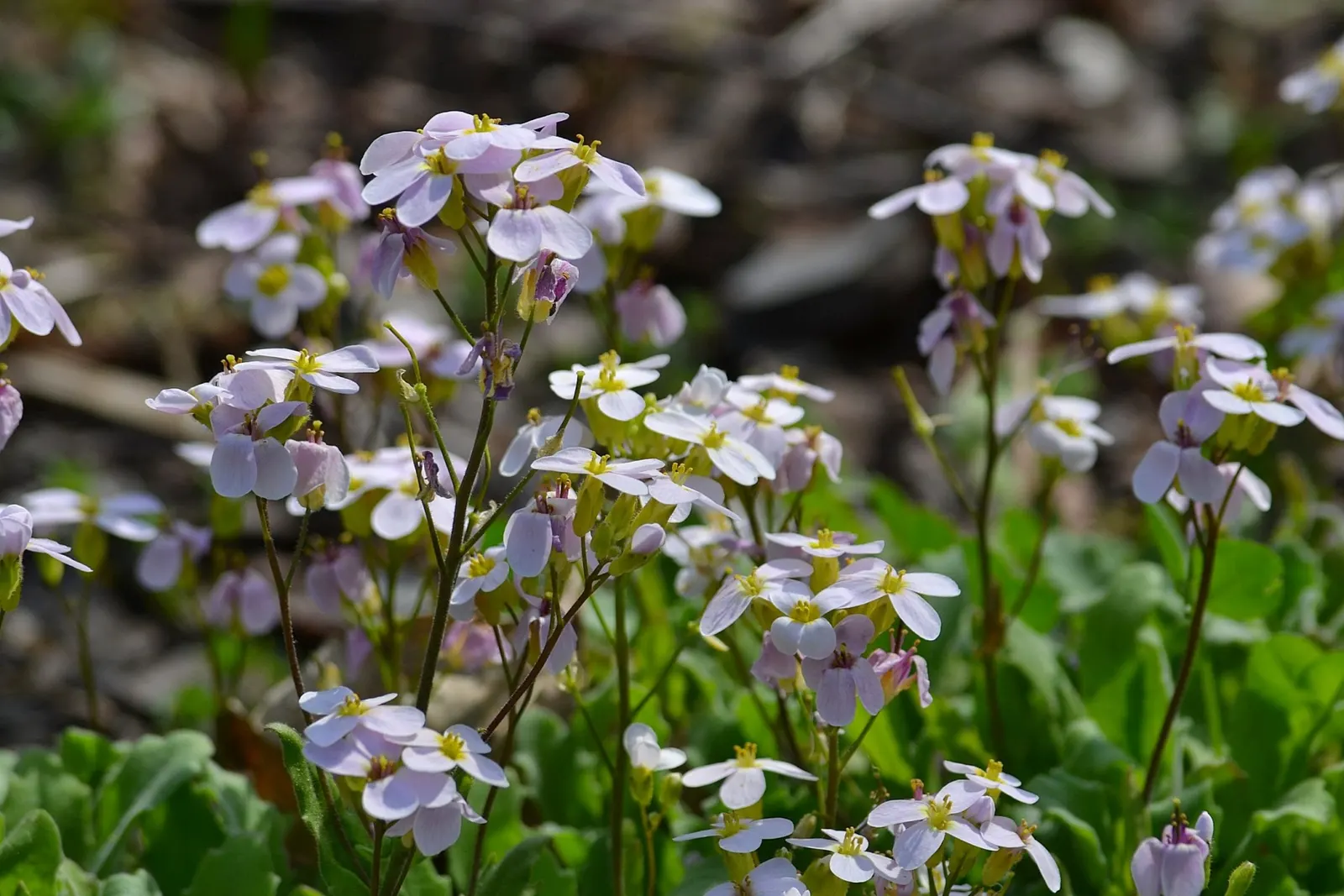 Alpine Rockcress (Arabis Caucasica) — withstanding temperatures down to -30&deg;F; the blossoms range in color from pristine white to soft pink and, image 81