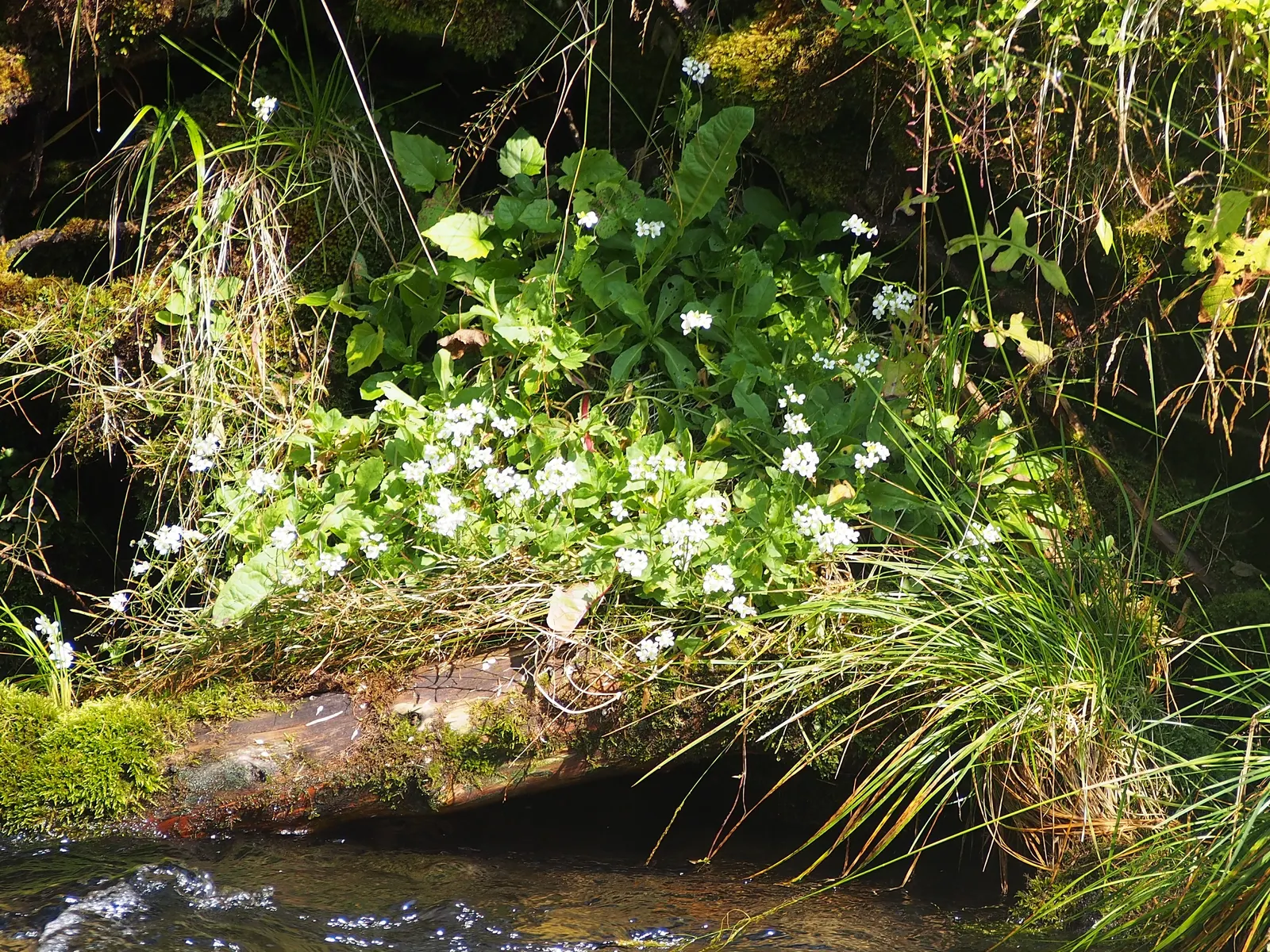 Alpine Rockcress (Arabis Caucasica) — This attractive ground cover features a low-growing habit; alpine Rockcress (Arabis caucasica) is a hardy, image 76