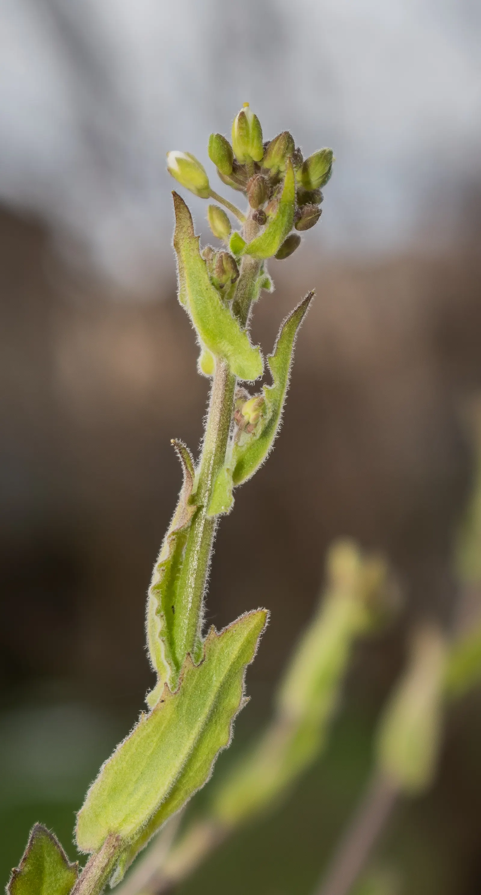 Alpine Rockcress (Arabis Caucasica) — The foliage of the Alpine Rockcress is a dense rosette of lance-shaped; withstanding temperatures down to, image 56