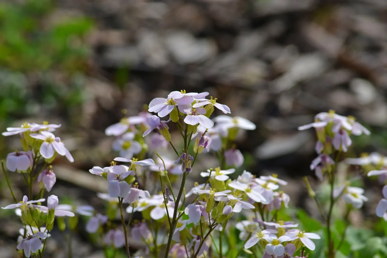 Alpine Rockcress (Arabis Caucasica) — low mats up to 12 inches wide with deep green leaves