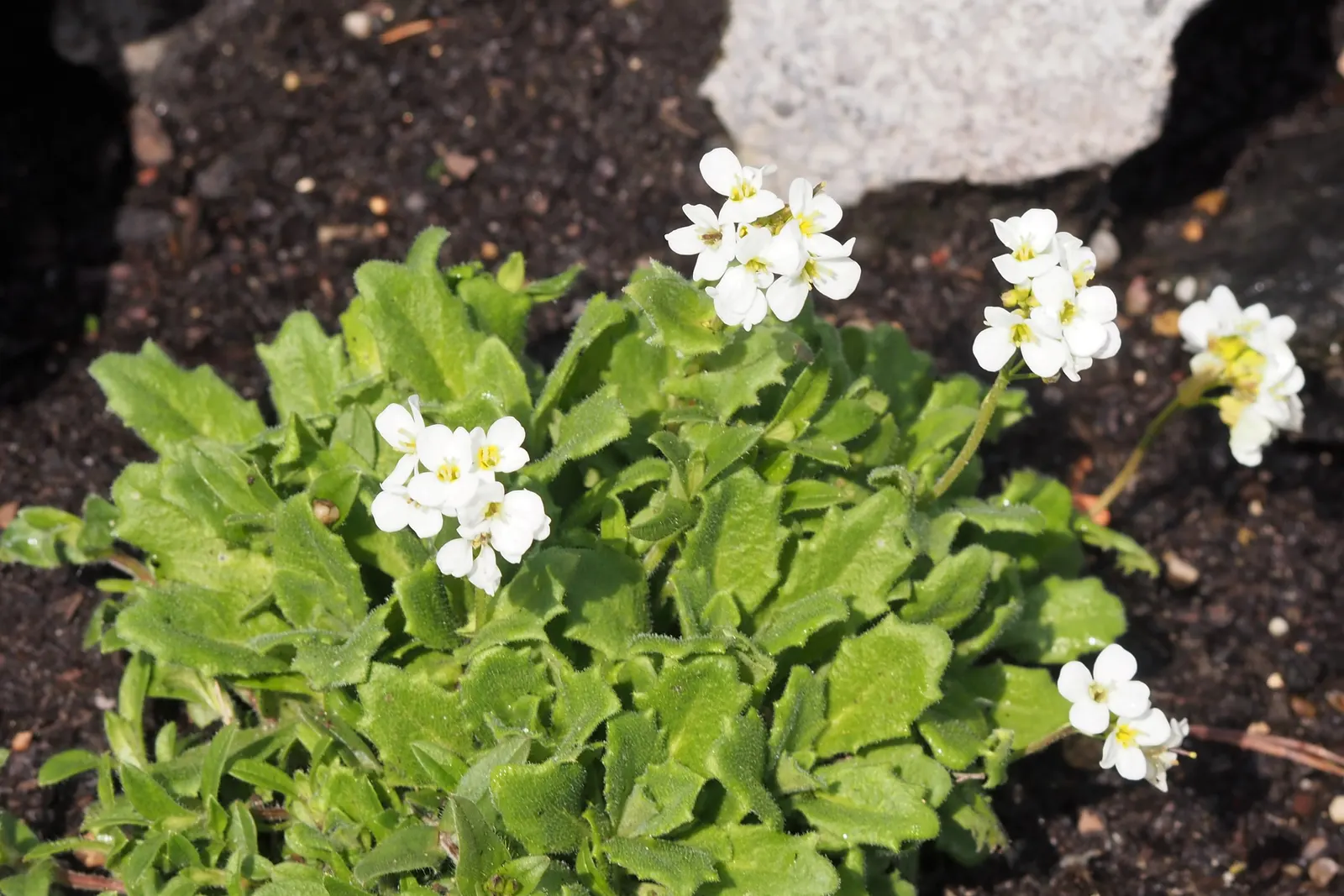 Alpine Rockcress (Arabis Caucasica) — Alpine Rockcress (Arabis caucasica) is a hardy perennial that forms dense