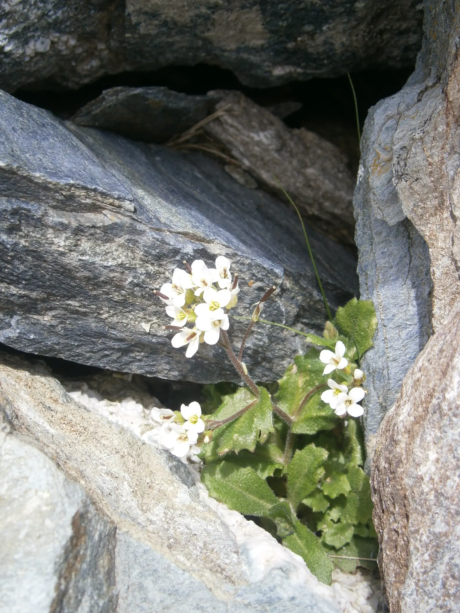 Alpine Rockcress (Arabis Caucasica) — low mats up to 12 inches wide with deep green leaves; typically reaching heights of merely 6 to 12 inches, image 90