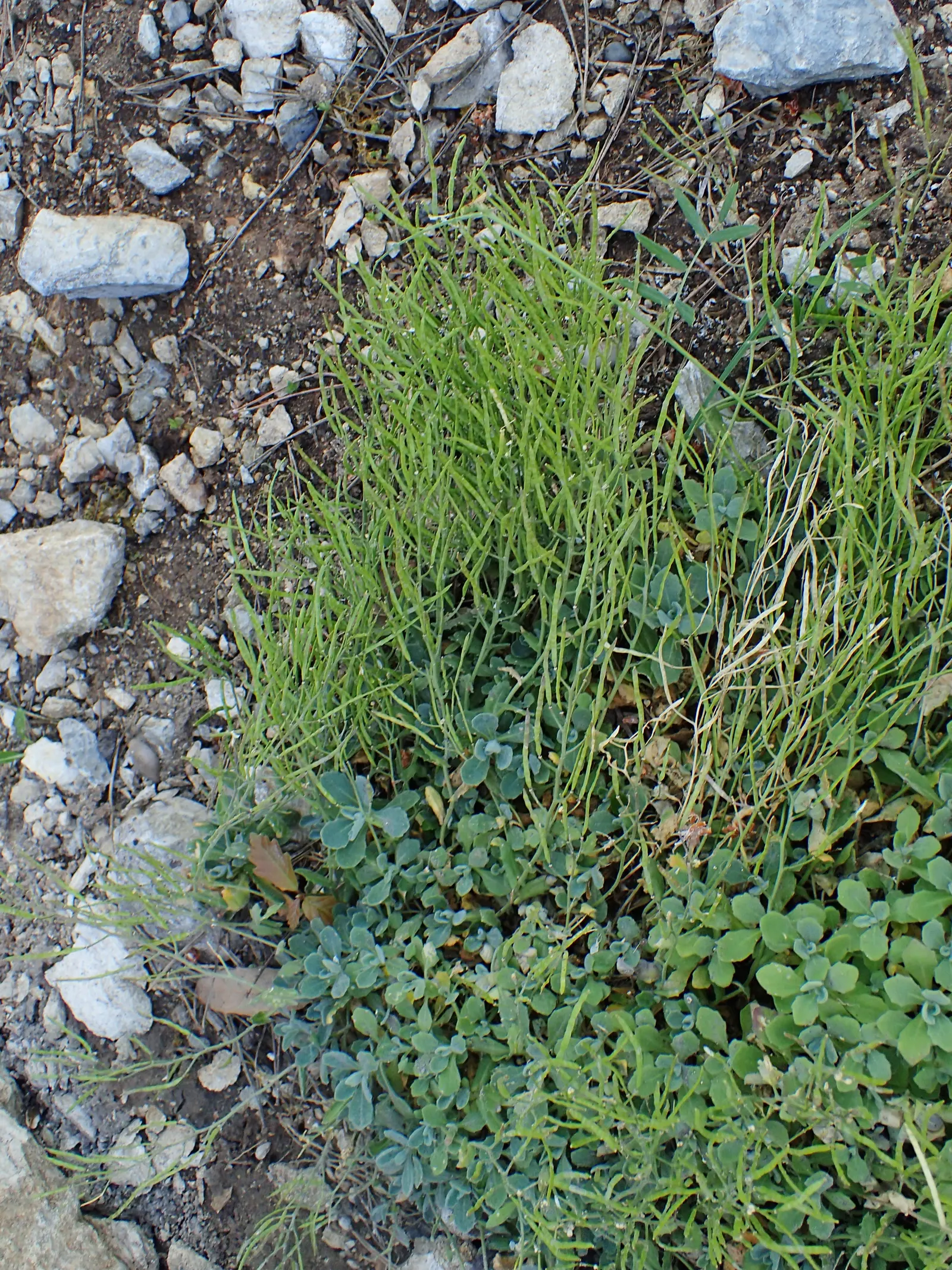 Alpine Rockcress (Arabis Caucasica) — it boasts masses of white; its mat-forming habit makes it ideal for edging paths