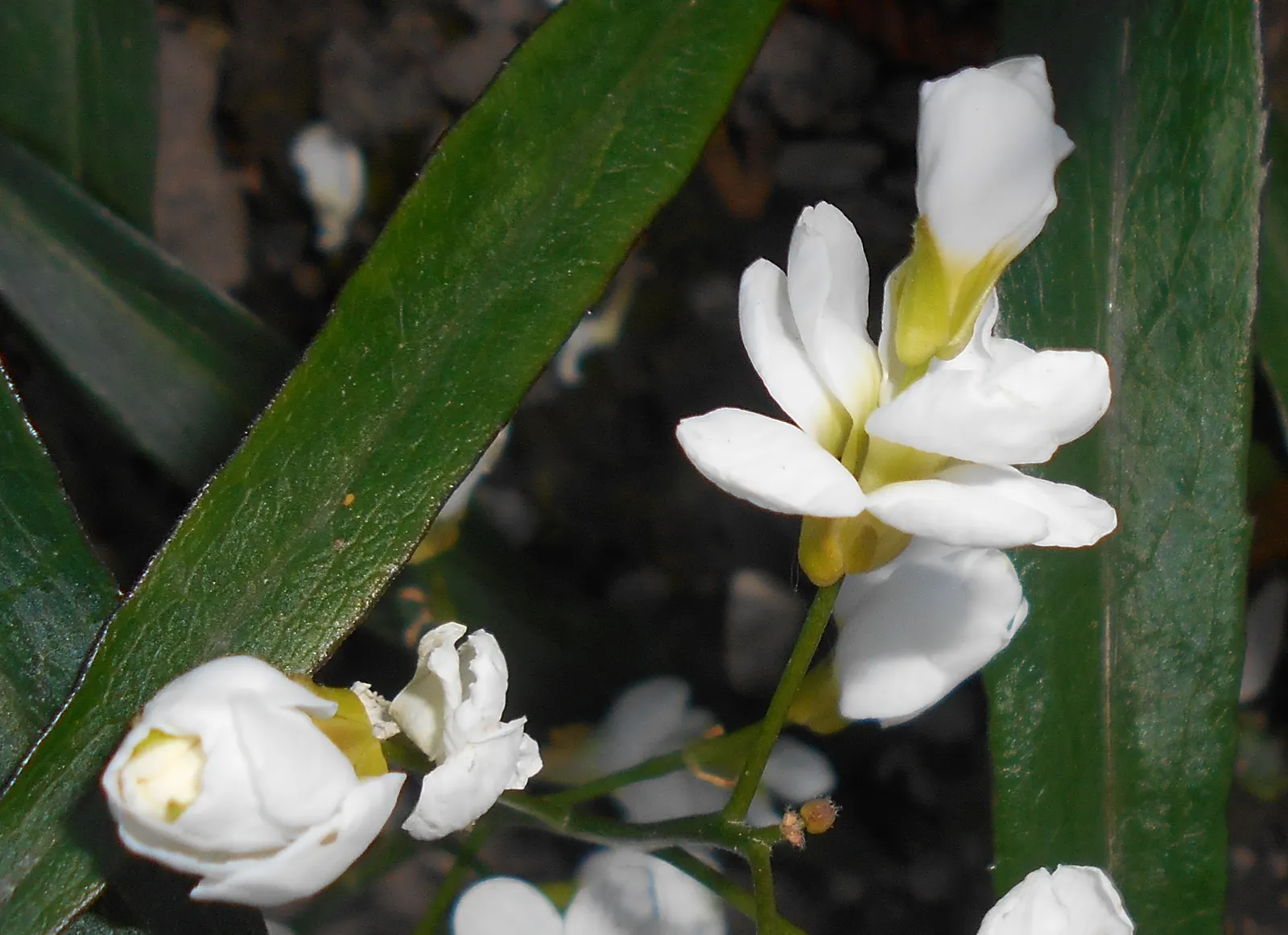 Alpine Rockcress (Arabis Caucasica) — its mat-forming habit makes it ideal for edging paths; providing a year-round textural backdrop.<br><br>Come spring