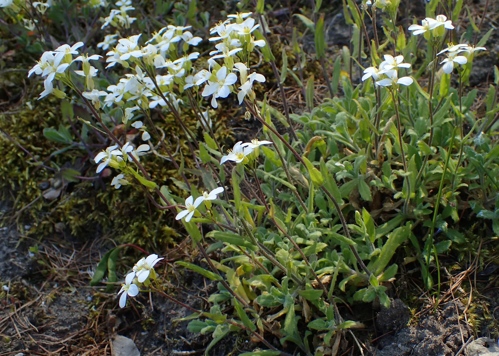 Alpine Rockcress (Arabis Caucasica) — adding a delicate charm to rock gardens or border fronts; this attractive ground cover features a low-growing, image 93