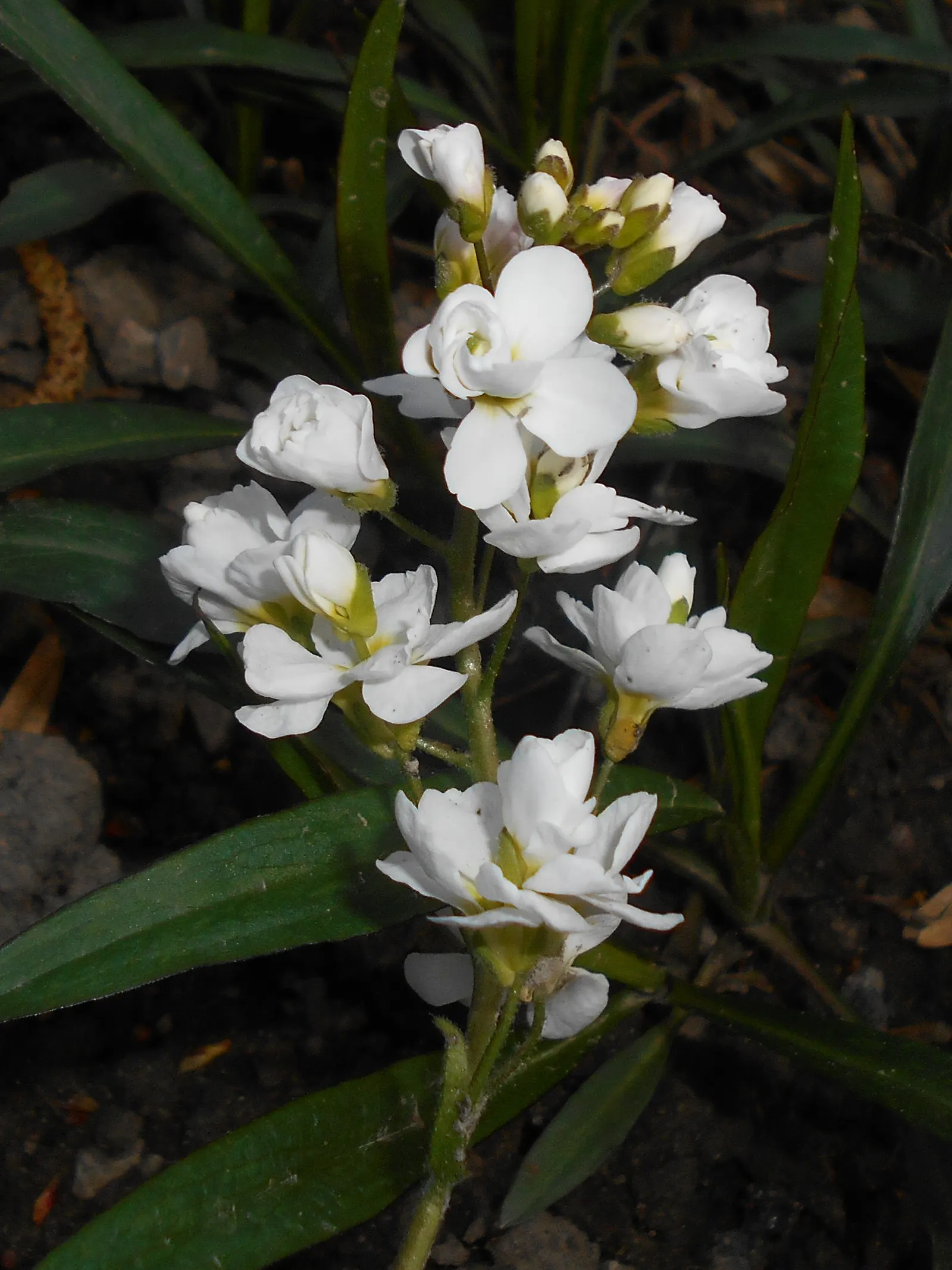 Alpine Rockcress (Arabis Caucasica) — The foliage of the Alpine Rockcress is a dense rosette of lance-shaped; withstanding temperatures down to -30&deg;F