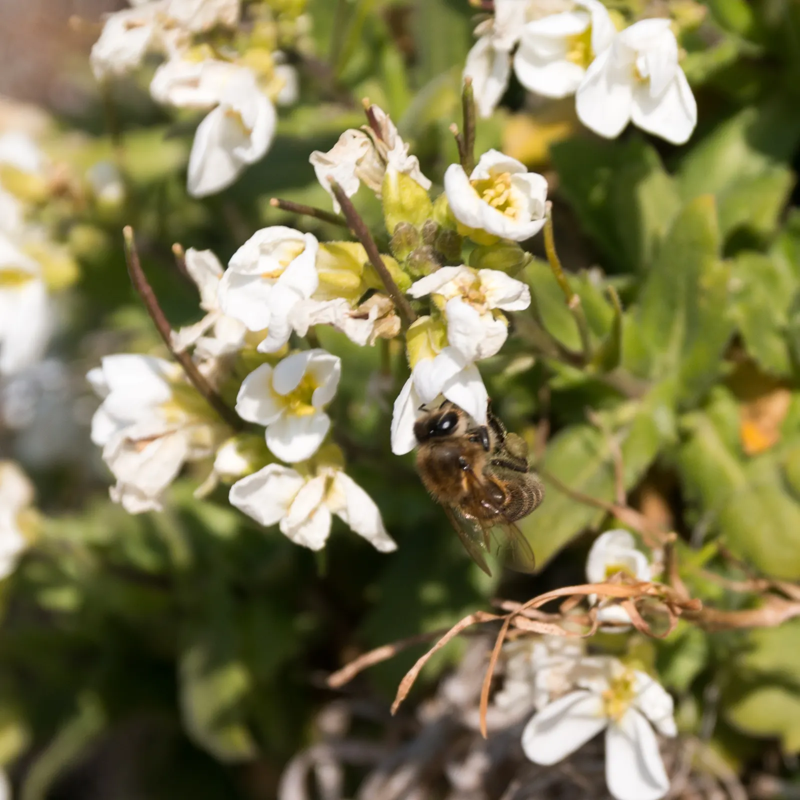 Alpine Rockcress (Arabis Caucasica) — providing a versatile and appealing addition to your client's garden; white flowers in the garden, image 85