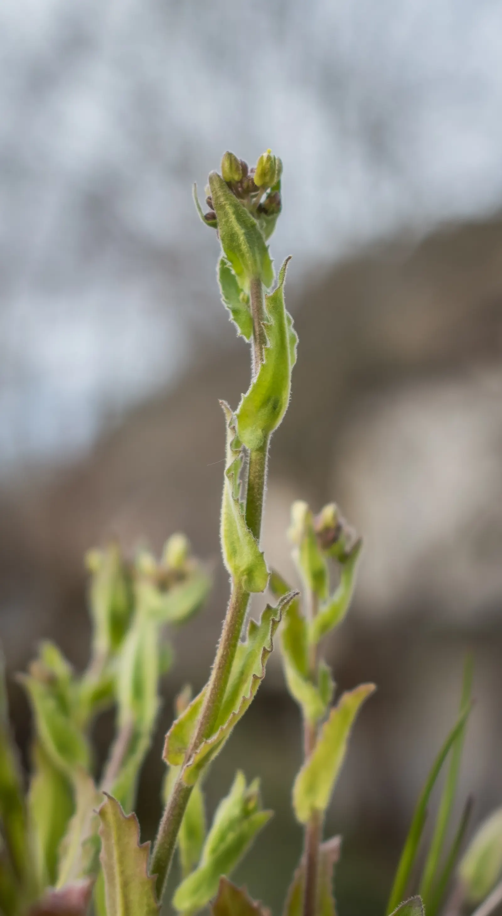 Alpine Rockcress (Arabis Caucasica) — low mats up to 12 inches wide with deep green leaves; typically reaching heights of merely 6 to 12 inches, image 46