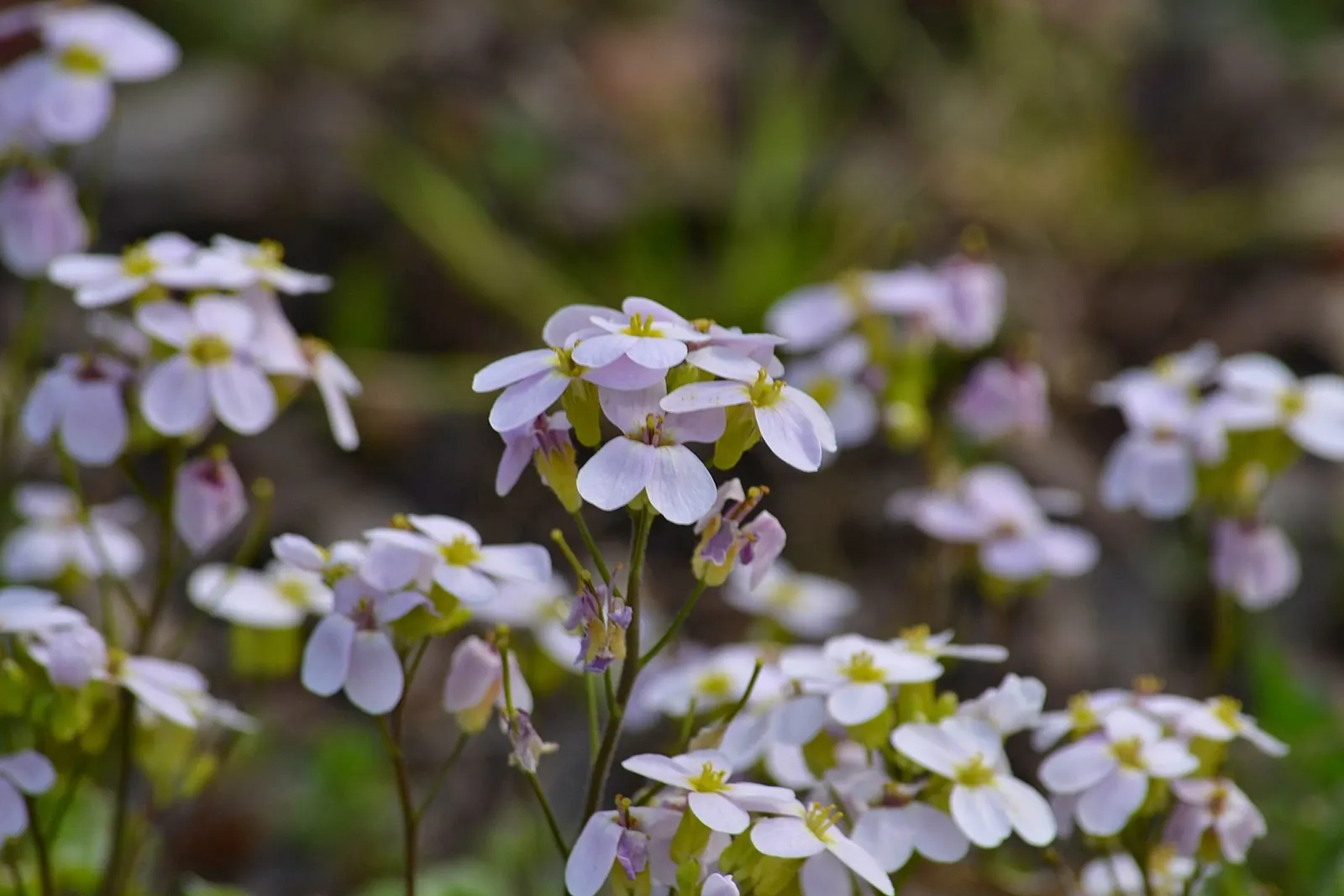 Alpine Rockcress (Arabis Caucasica) — The blossoms range in color from pristine white to soft pink and emit a subtle, sweet fragrance, image 102