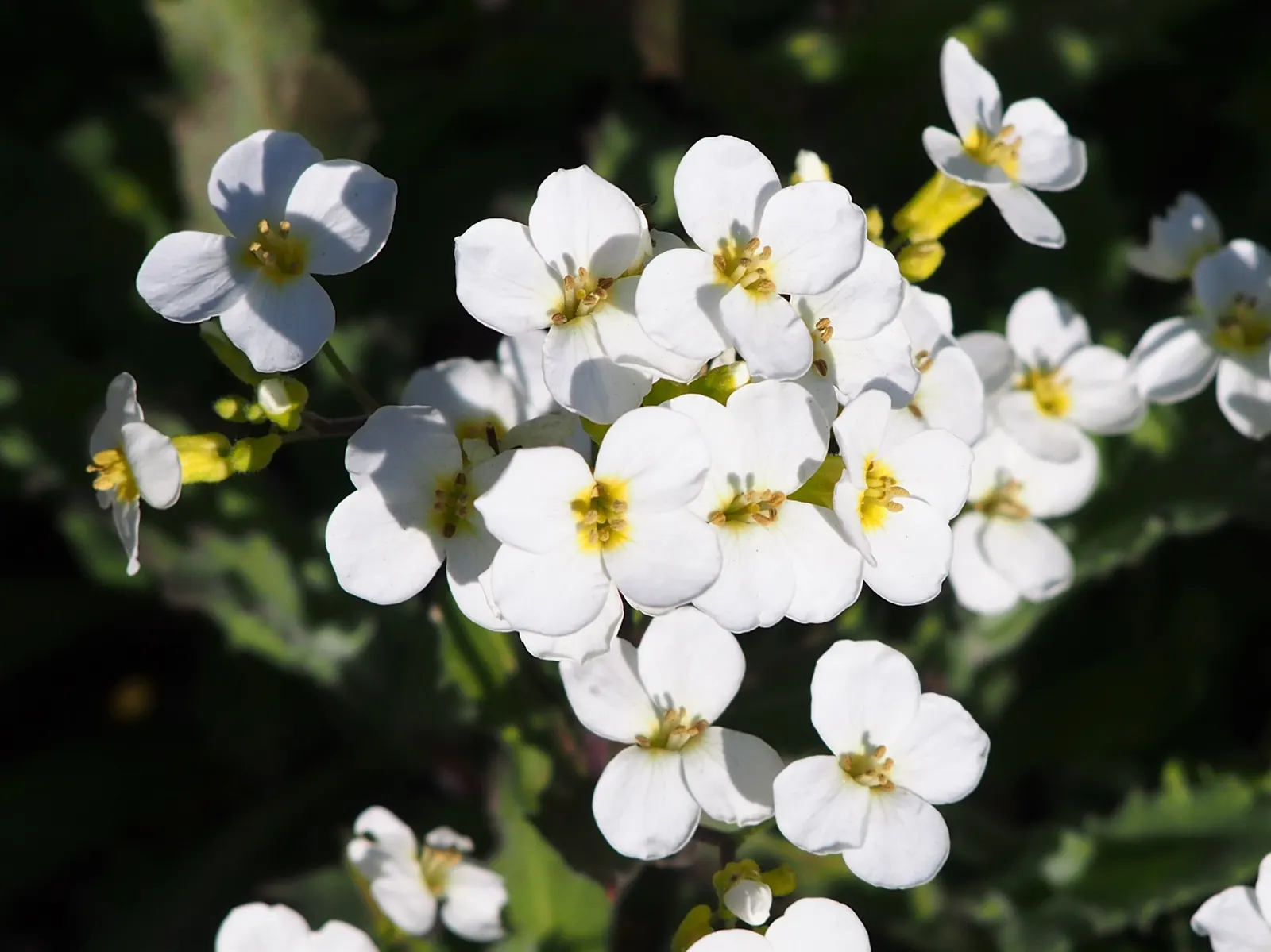 Alpine Rockcress (Arabis Caucasica) — The blossoms range in color from pristine white to soft pink and emit a subtle, sweet fragrance