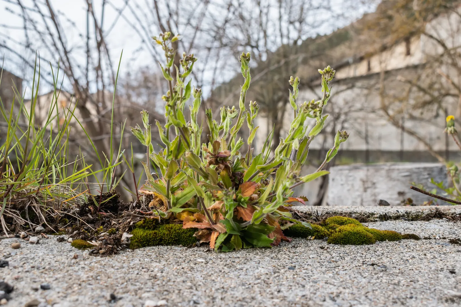 Alpine Rockcress (Arabis Caucasica) — herb / perennial with white blooms; the foliage of the Alpine Rockcress is a dense rosette of lance-shaped, image 65