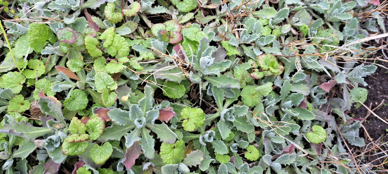 Alpine Rockcress (Arabis Caucasica) — When designing a garden landscape; prefers well-drained soil and full sun to partial shade, image 61