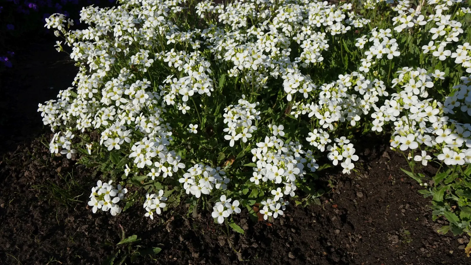 Alpine Rockcress (Arabis Caucasica) — Prefers well-drained soil and full sun to partial shade; when designing a garden landscape