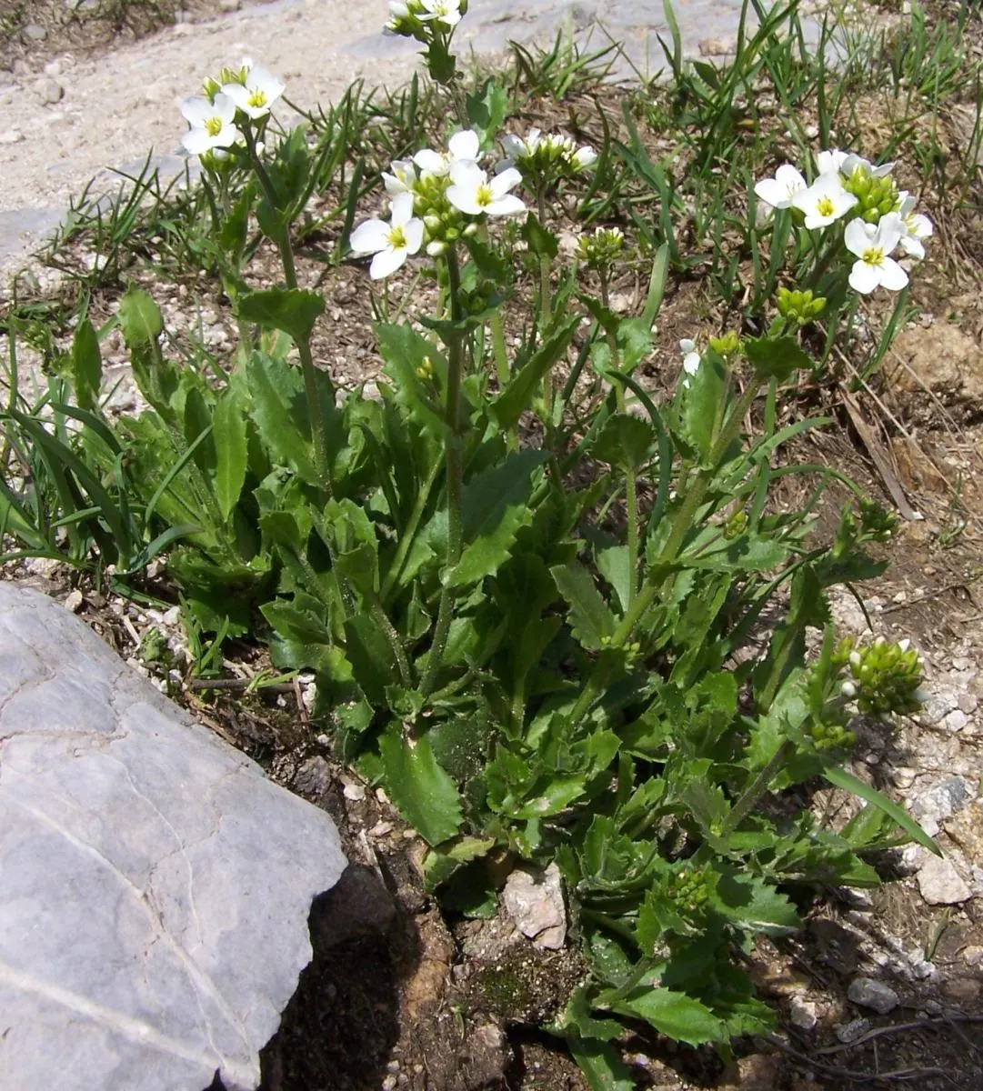 Alpine Rockcress (Arabis Caucasica) — The foliage of the Alpine Rockcress is a dense rosette of lance-shaped