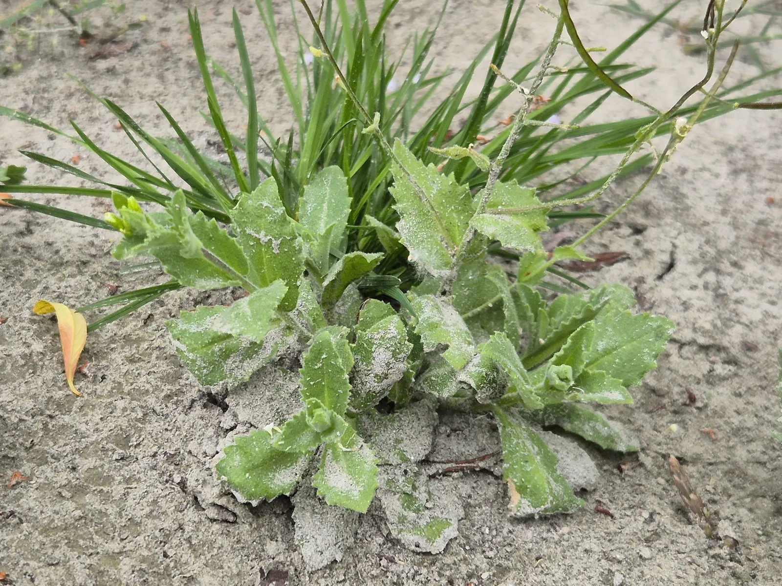 Alpine Rockcress (Arabis Caucasica) — providing a versatile and appealing addition to your client's garden; white flowers in the garden