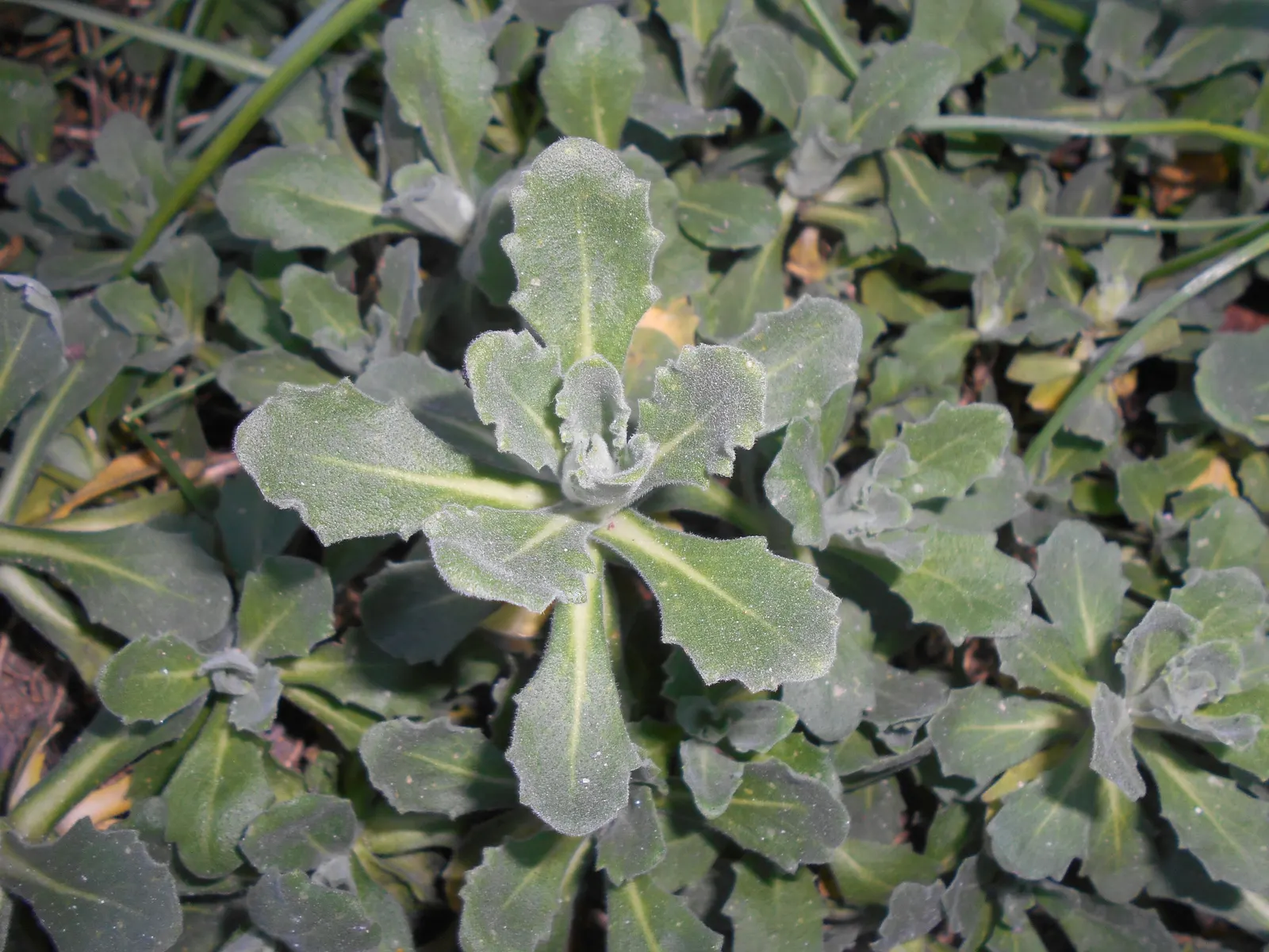 Alpine Rockcress (Arabis Caucasica) — adding a delicate charm to rock gardens or border fronts; this attractive ground cover features a low-growing habit
