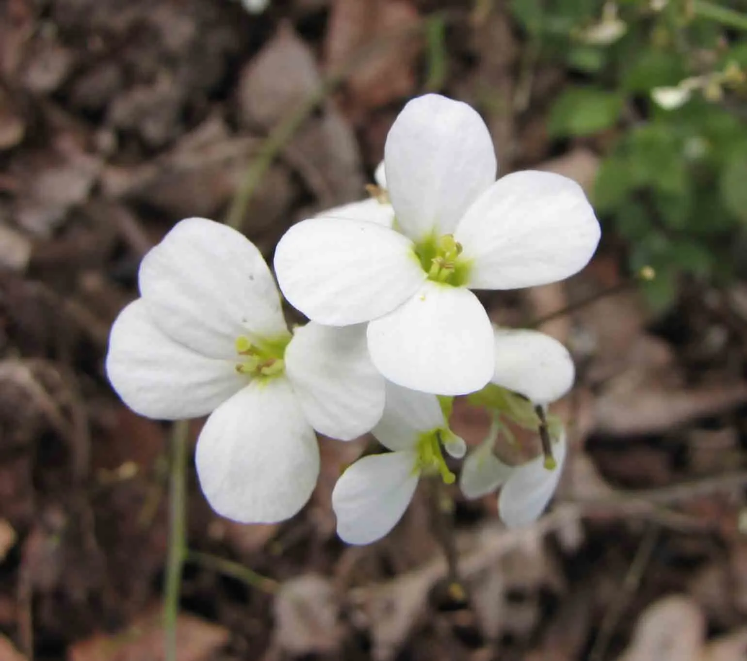 Alpine Rockcress (Arabis Caucasica) — The Alpine Rockcress (Arabis caucasica) is a hardy perennial that adds a delicate charm to any garden setting
