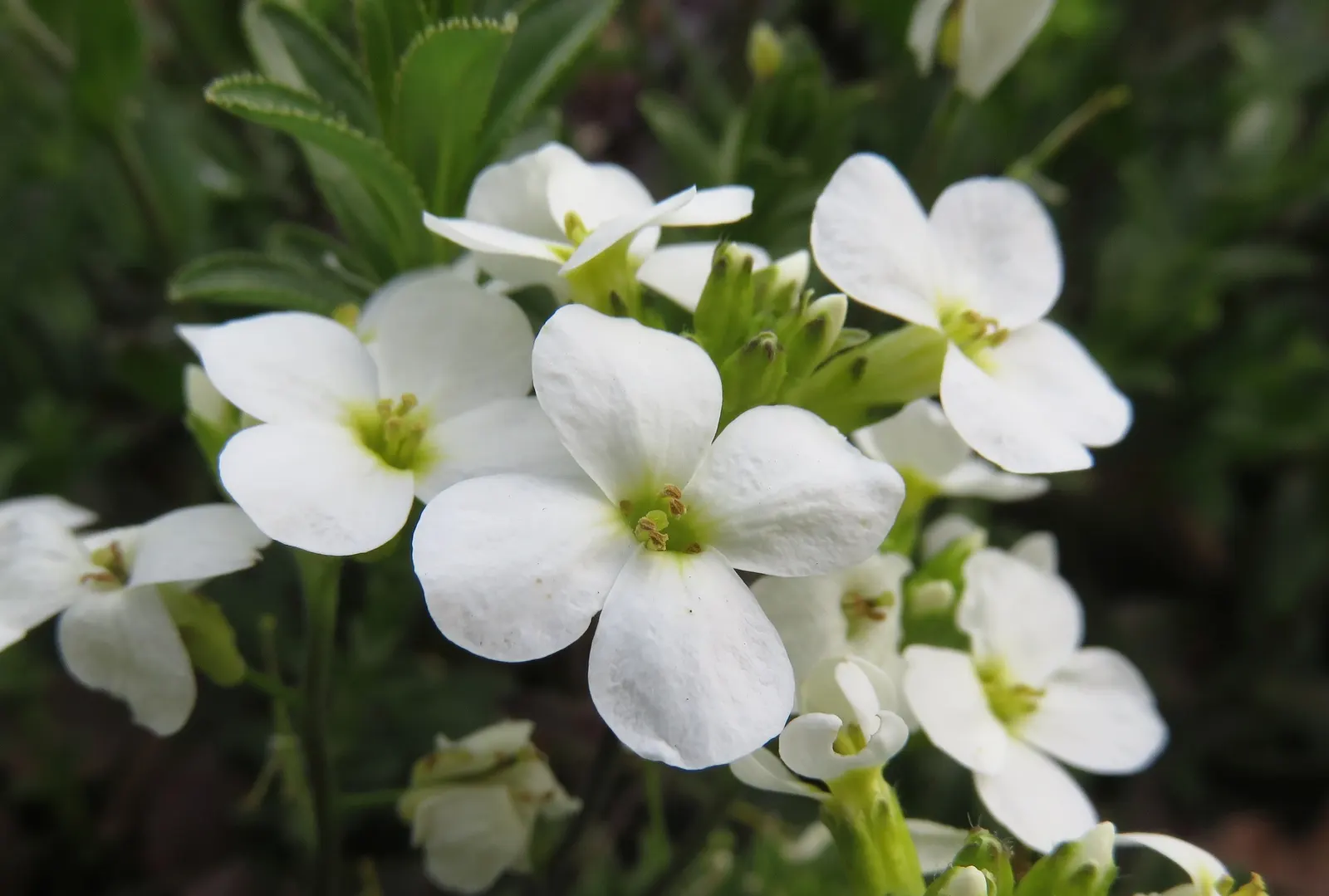 Alpine Rockcress (Arabis Caucasica) — low mats up to 12 inches wide with deep green leaves; typically reaching heights of merely 6 to 12 inches, image 68