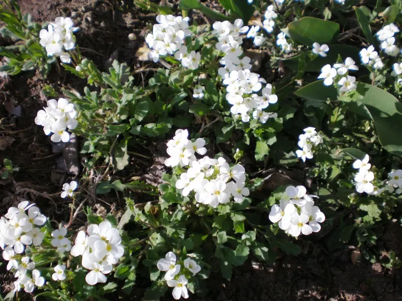 Alpine Rockcress (Arabis Caucasica) — herb / perennial with white blooms; the foliage of the Alpine Rockcress is a dense rosette of lance-shaped, image 87