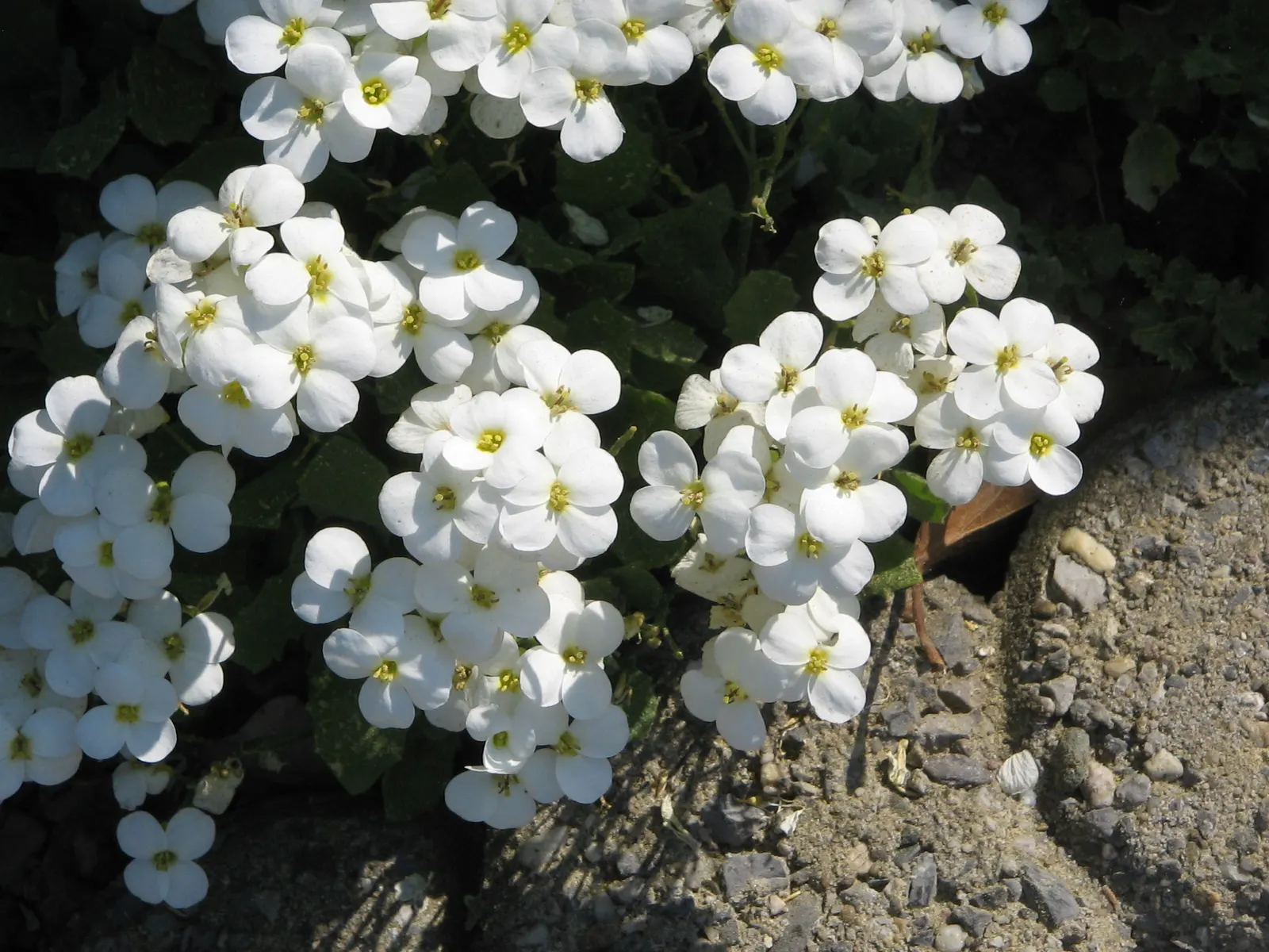 Alpine Rockcress (Arabis Caucasica) — typically reaching heights of merely 6 to 12 inches with a spread of up to 18 inches; the Alpine Rockcress, image 55