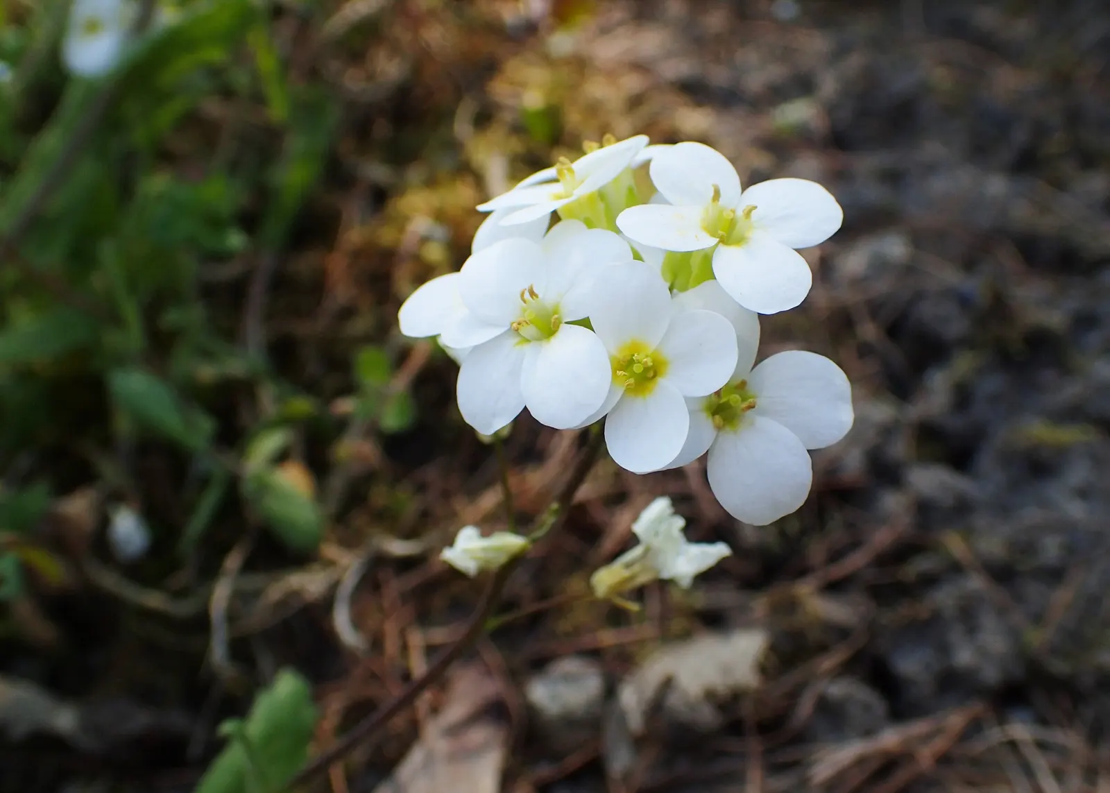Alpine Rockcress (Arabis Caucasica) — It has minimal water requirements once established, making it a drought-tolerant option; herb / perennial, image 104