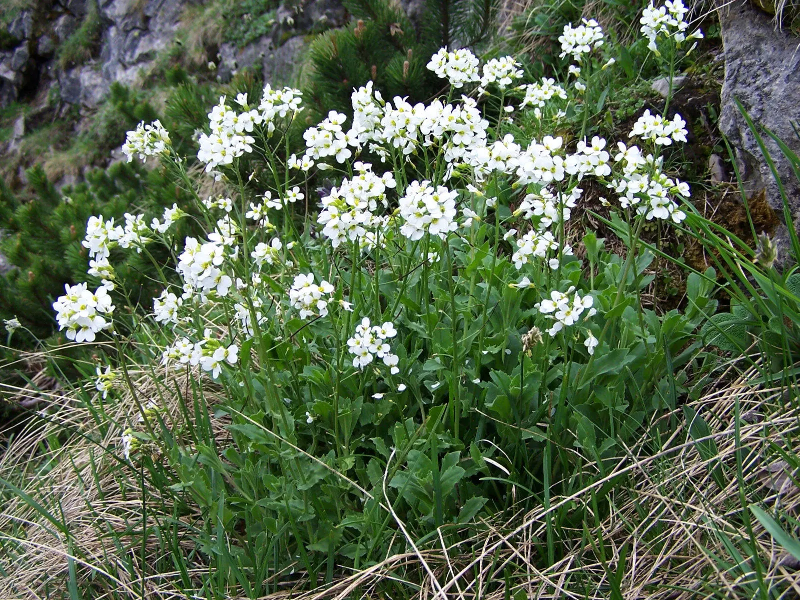 Alpine Rockcress (Arabis Caucasica) — its mat-forming habit makes it ideal for edging paths; providing a year-round textural backdrop.<br><br>Come, image 84