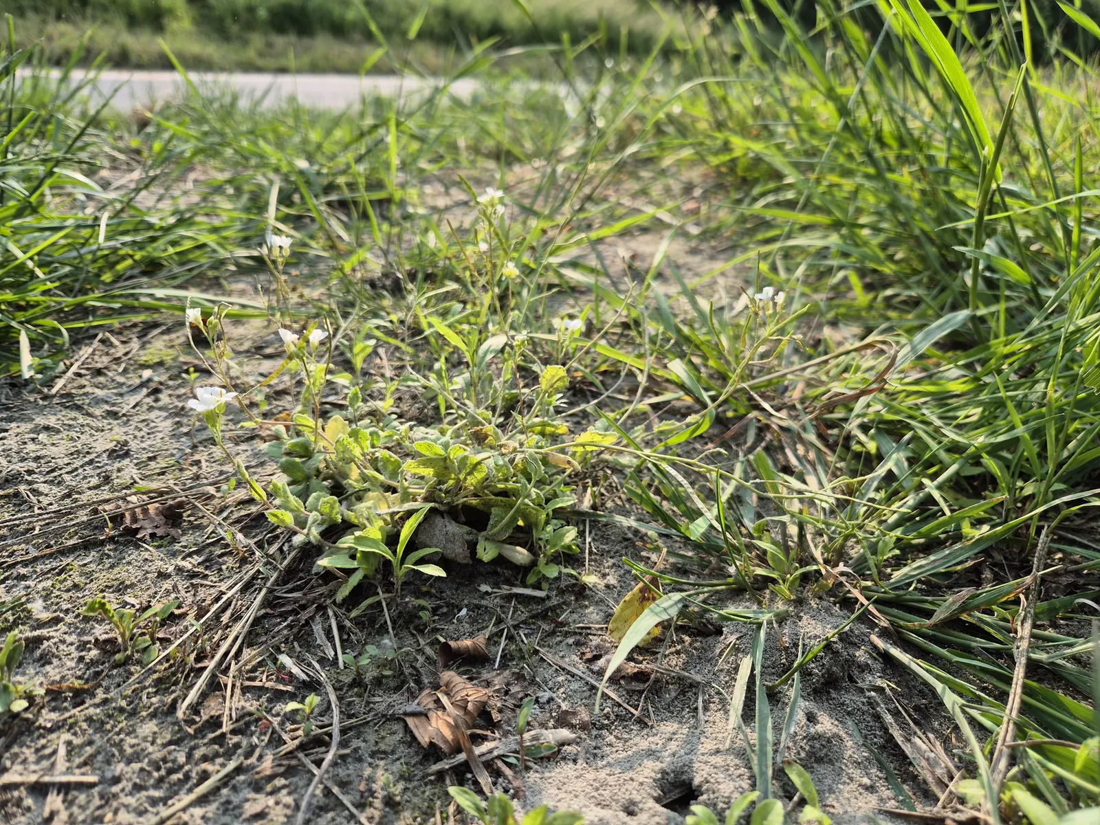 Alpine Rockcress (Arabis Caucasica) — Alpine Rockcress (Arabis caucasica) is a hardy perennial that forms dense; four-petaled flowers that rise about 6 to 8