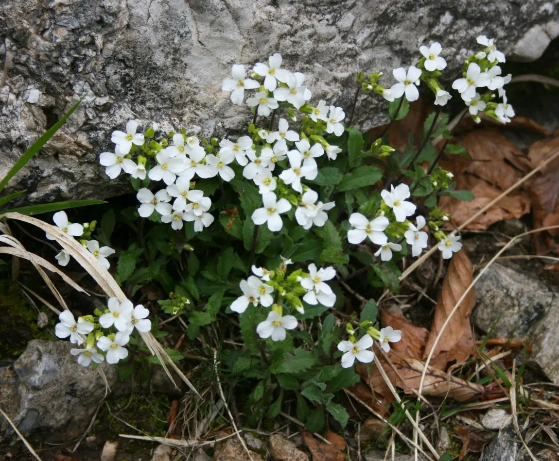 Alpine Rockcress (Arabis Caucasica) — Prefers well-drained soil and full sun to partial shade