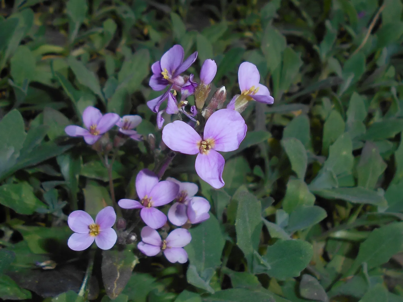 Alpine Rockcress (Arabis Caucasica) — When designing a garden landscape; prefers well-drained soil and full sun to partial shade, image 83