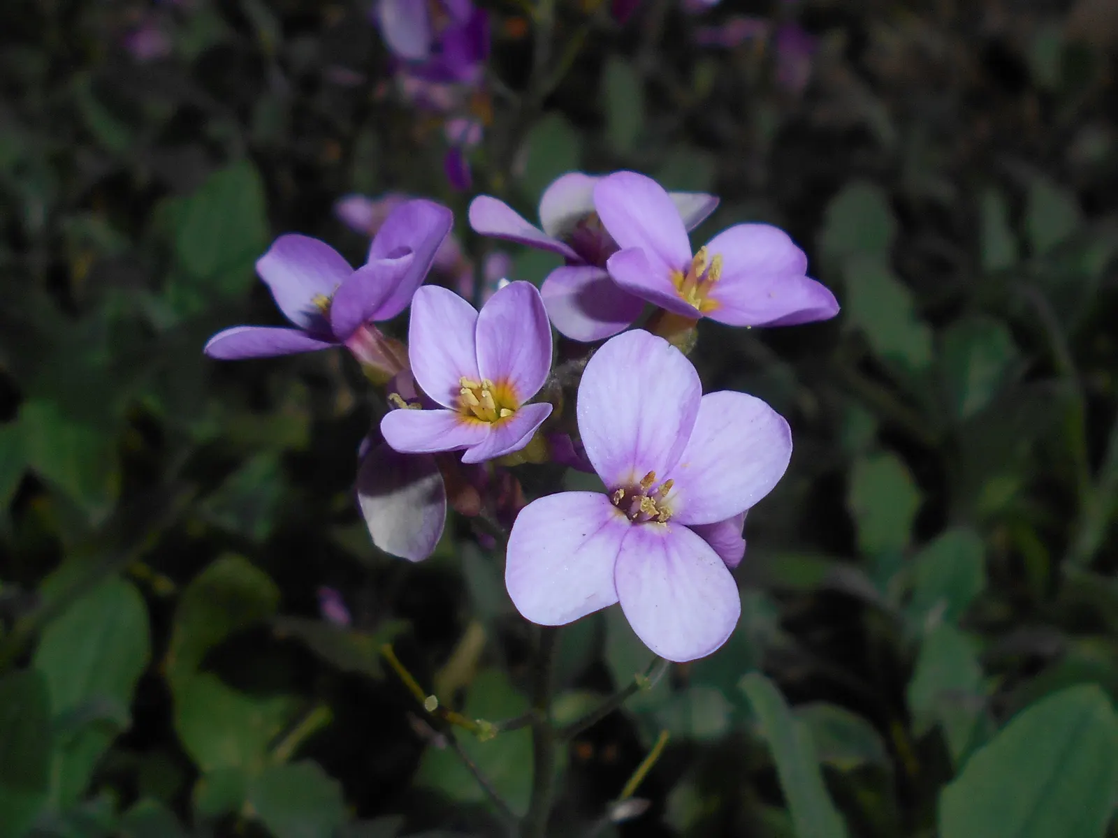 Alpine Rockcress (Arabis Caucasica) — providing a year-round textural backdrop.<br><br>Come spring; herb / perennial for full or half, image 79