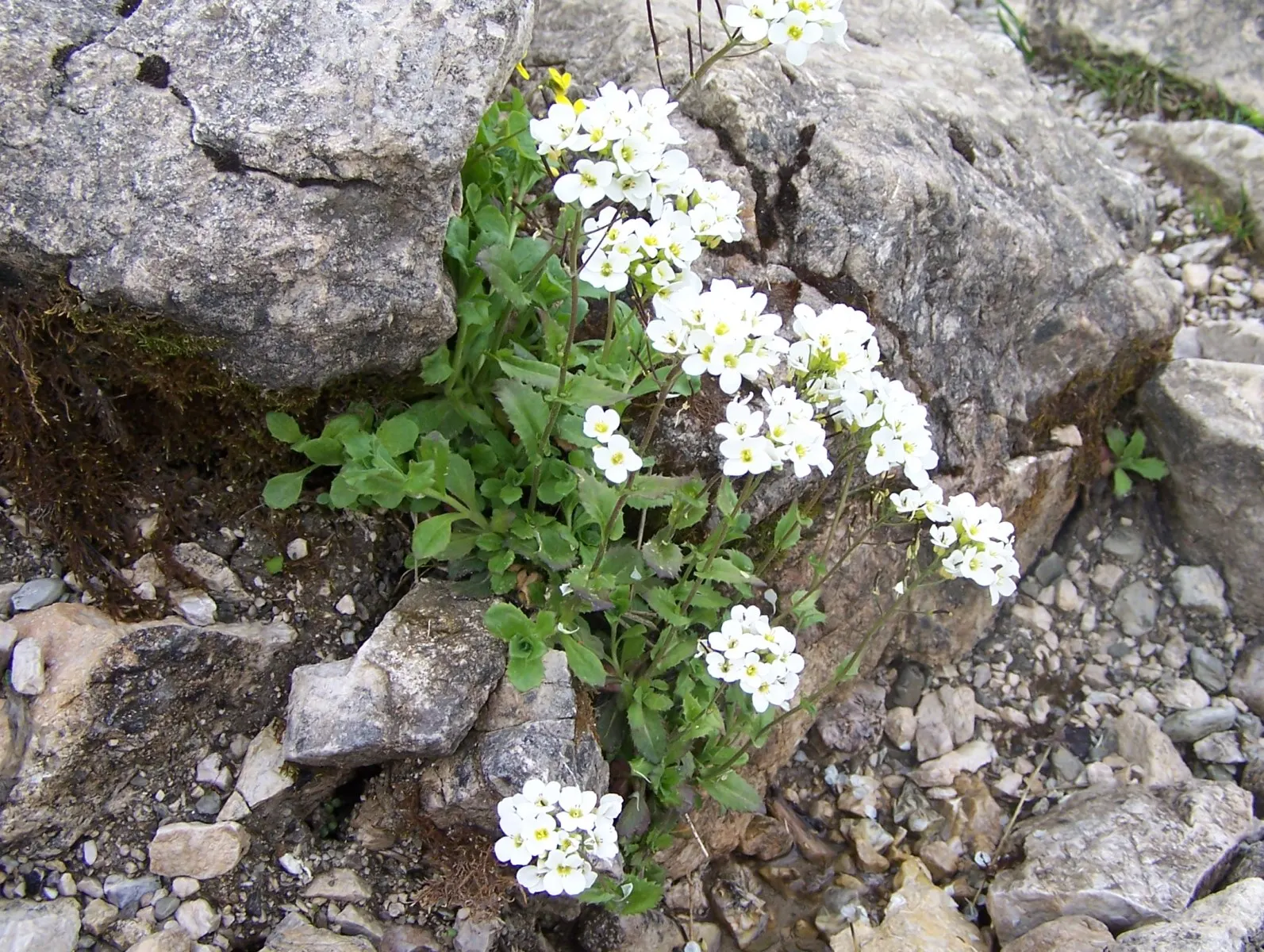 Alpine Rockcress (Arabis Caucasica) — Drought-tolerant once established and excellent for attracting pollinators; low mats up to 12 inches wide, image 73