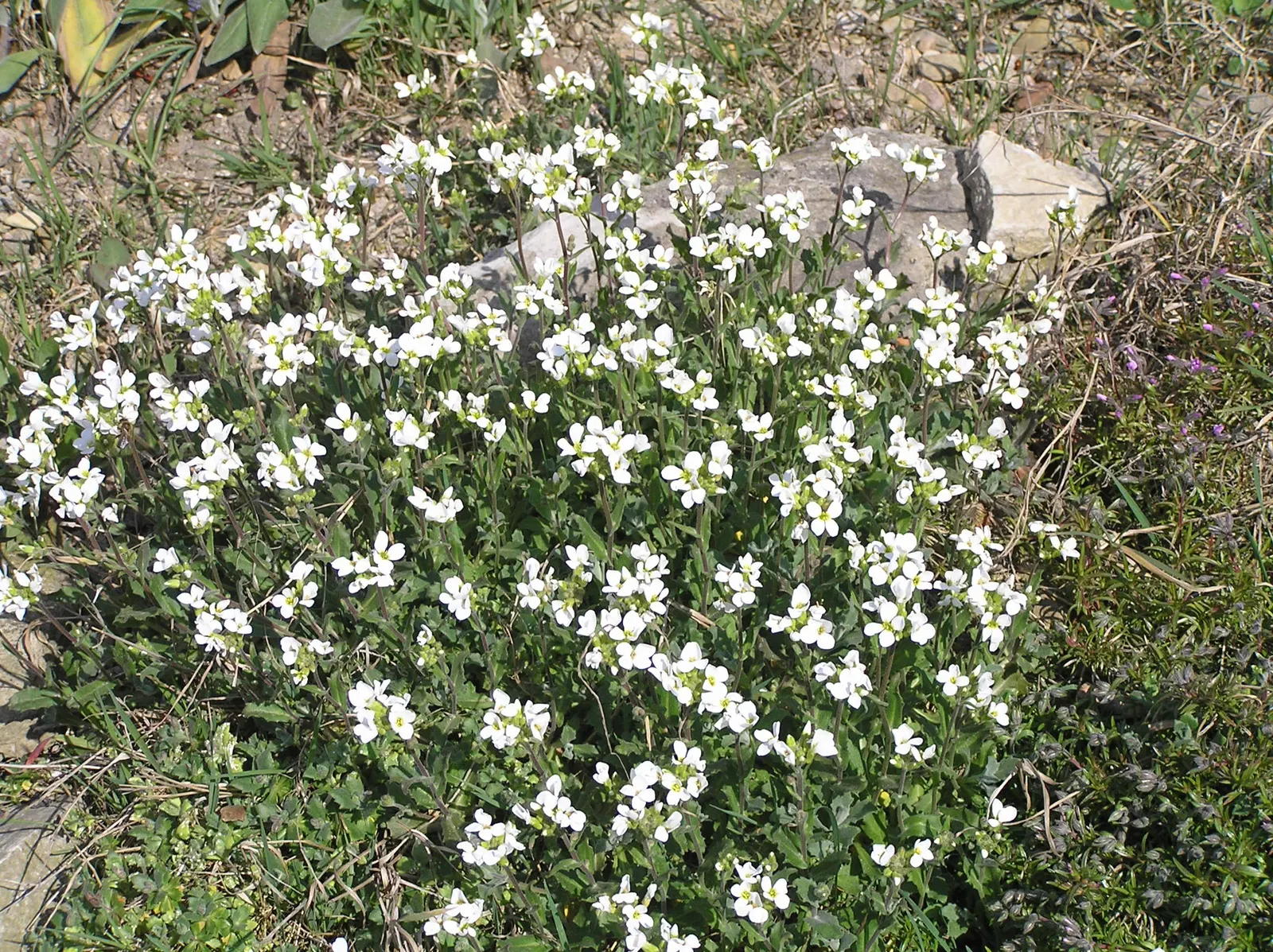 Alpine Rockcress (Arabis Caucasica) — adding a delicate charm to rock gardens or border fronts; this attractive ground cover features a low-growing, image 49