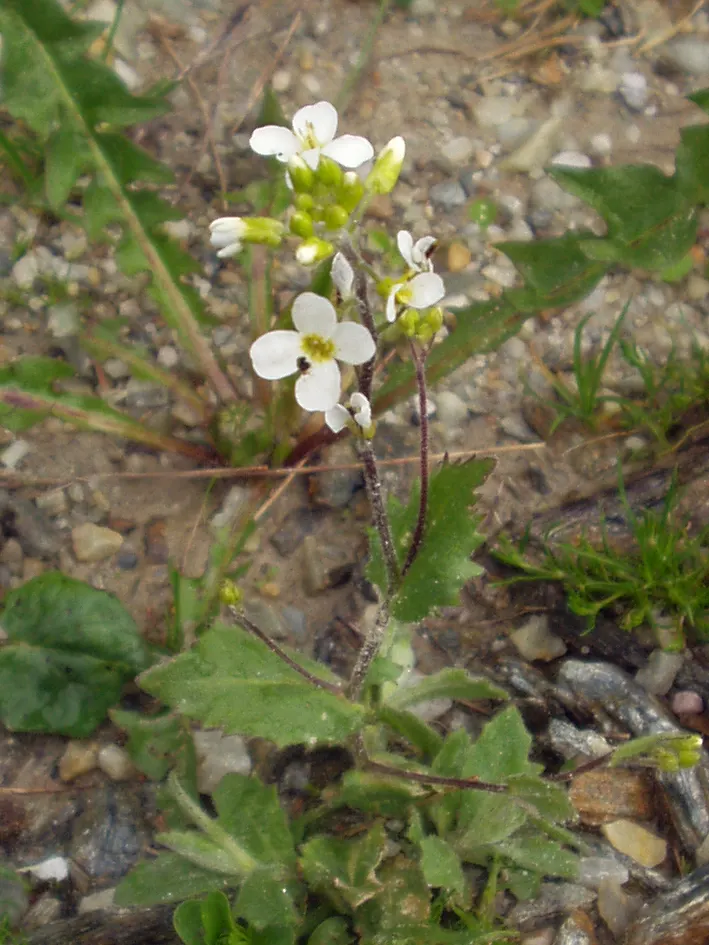 Alpine Rockcress (Arabis Caucasica) — Drought-tolerant once established and excellent for attracting pollinators