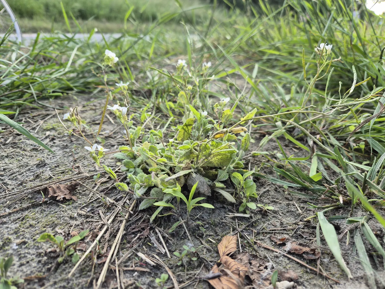 Alpine Rockcress (Arabis Caucasica) — it boasts masses of white; its mat-forming habit makes it ideal for edging paths, image 91
