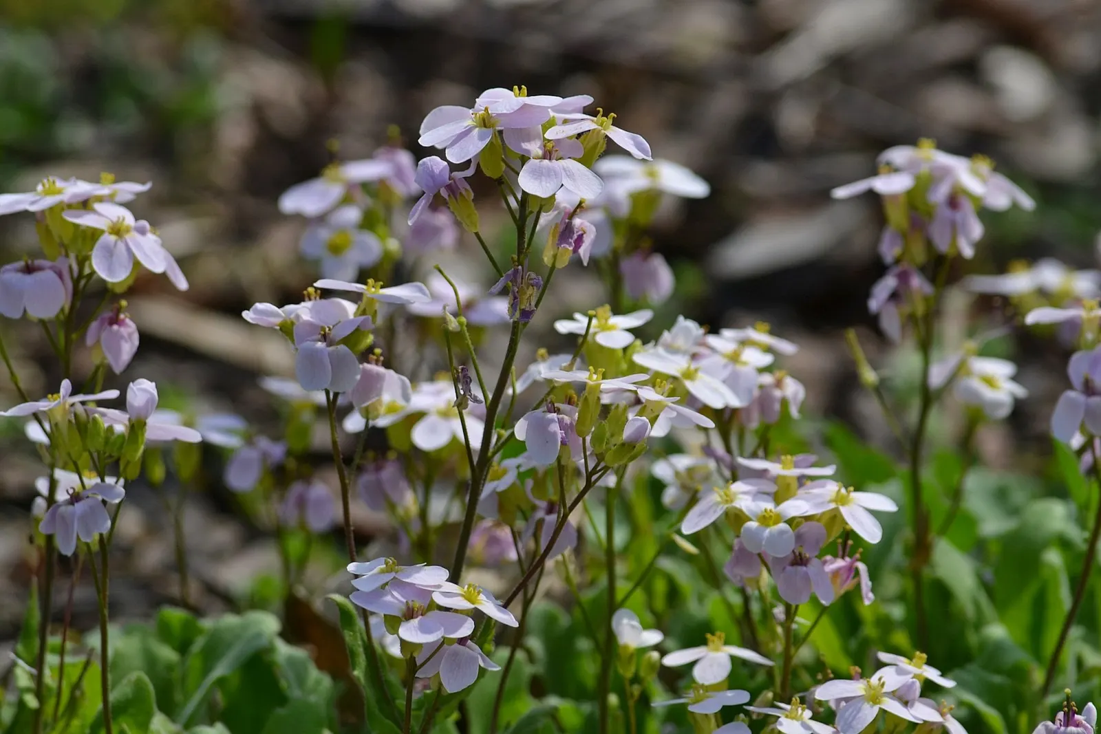 Alpine Rockcress (Arabis Caucasica) — Prefers well-drained soil and full sun to partial shade; when designing a garden landscape, image 94