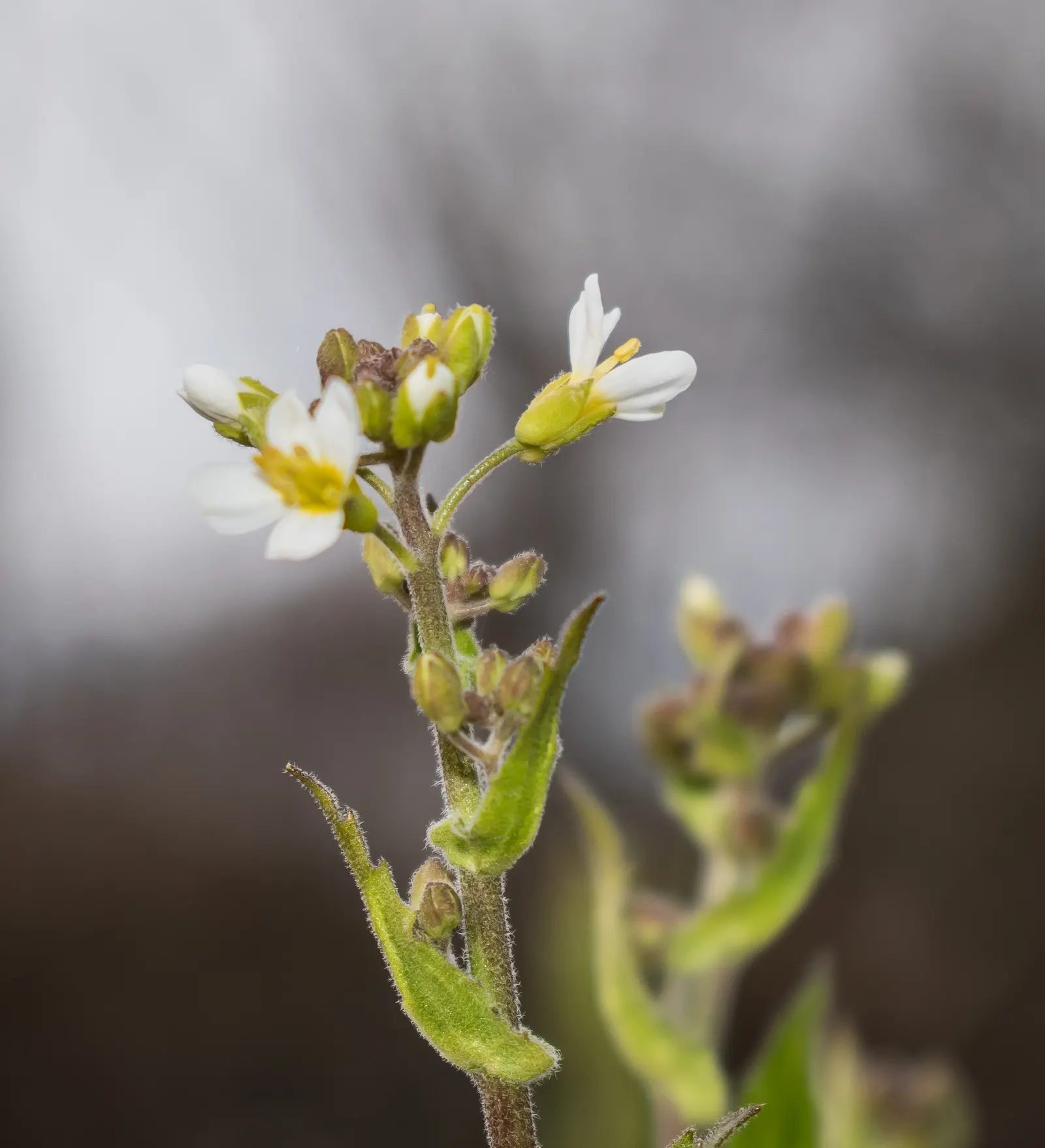 Alpine Rockcress (Arabis Caucasica) — four-petaled flowers that rise about 6 to 8 inches tall; it boasts masses of white, image 48