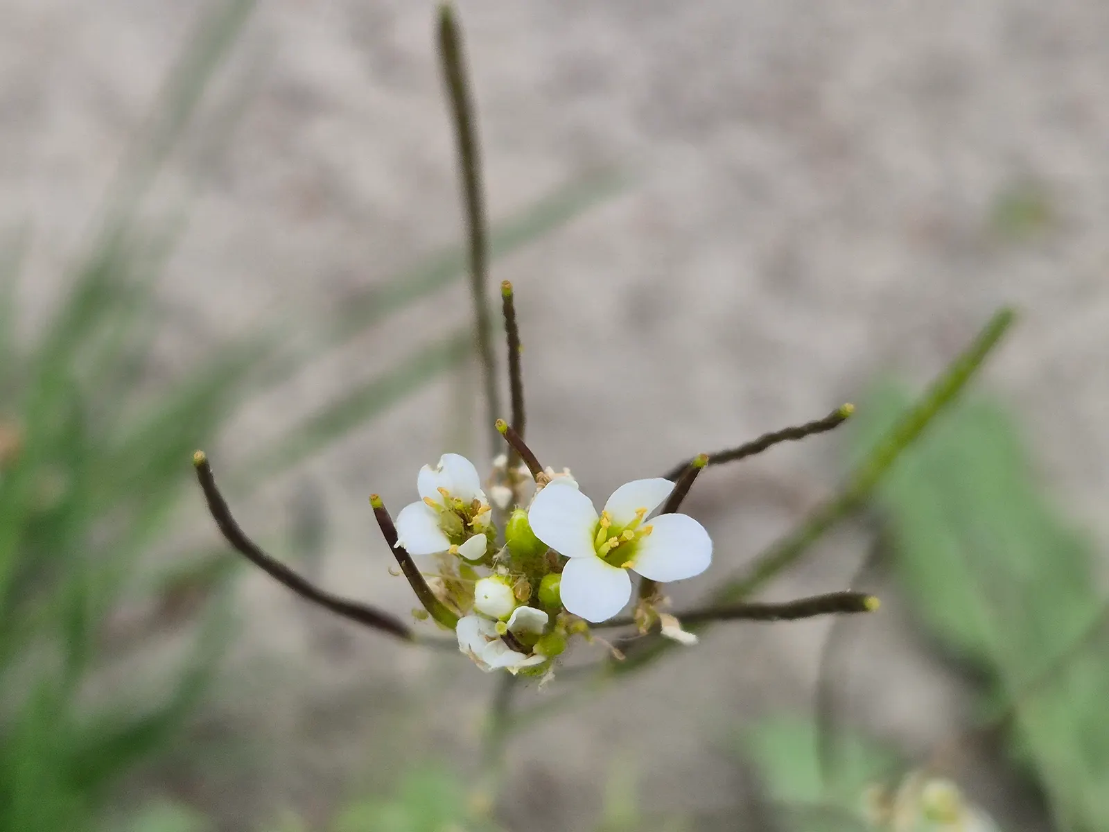 Alpine Rockcress (Arabis Caucasica) — Alpine Rockcress (Arabis caucasica) is a hardy perennial that forms dense; four-petaled flowers that rise, image 67