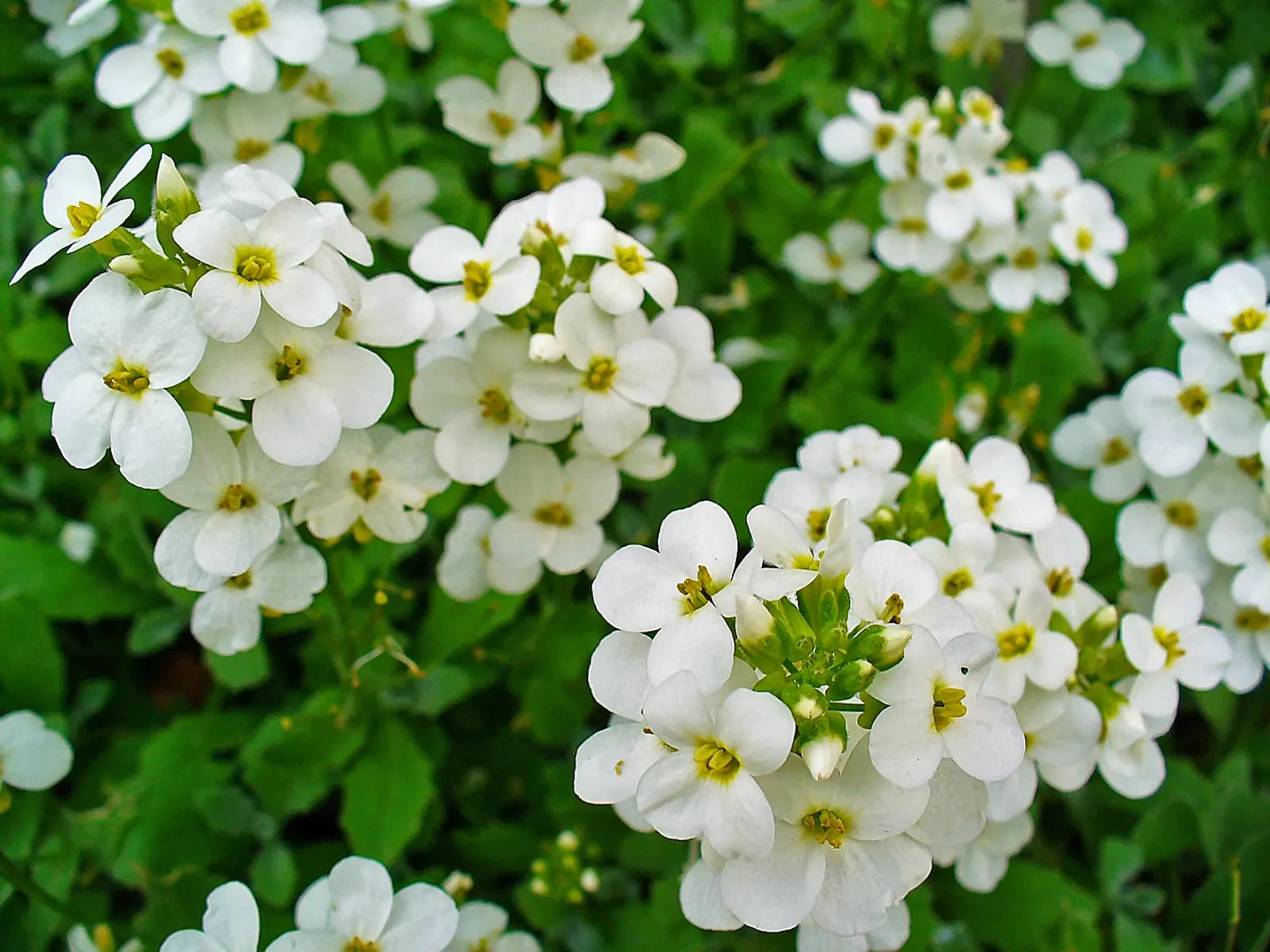Alpine Rockcress (Arabis Caucasica) — It has minimal water requirements once established, making it a drought-tolerant option; herb / perennial, image 82