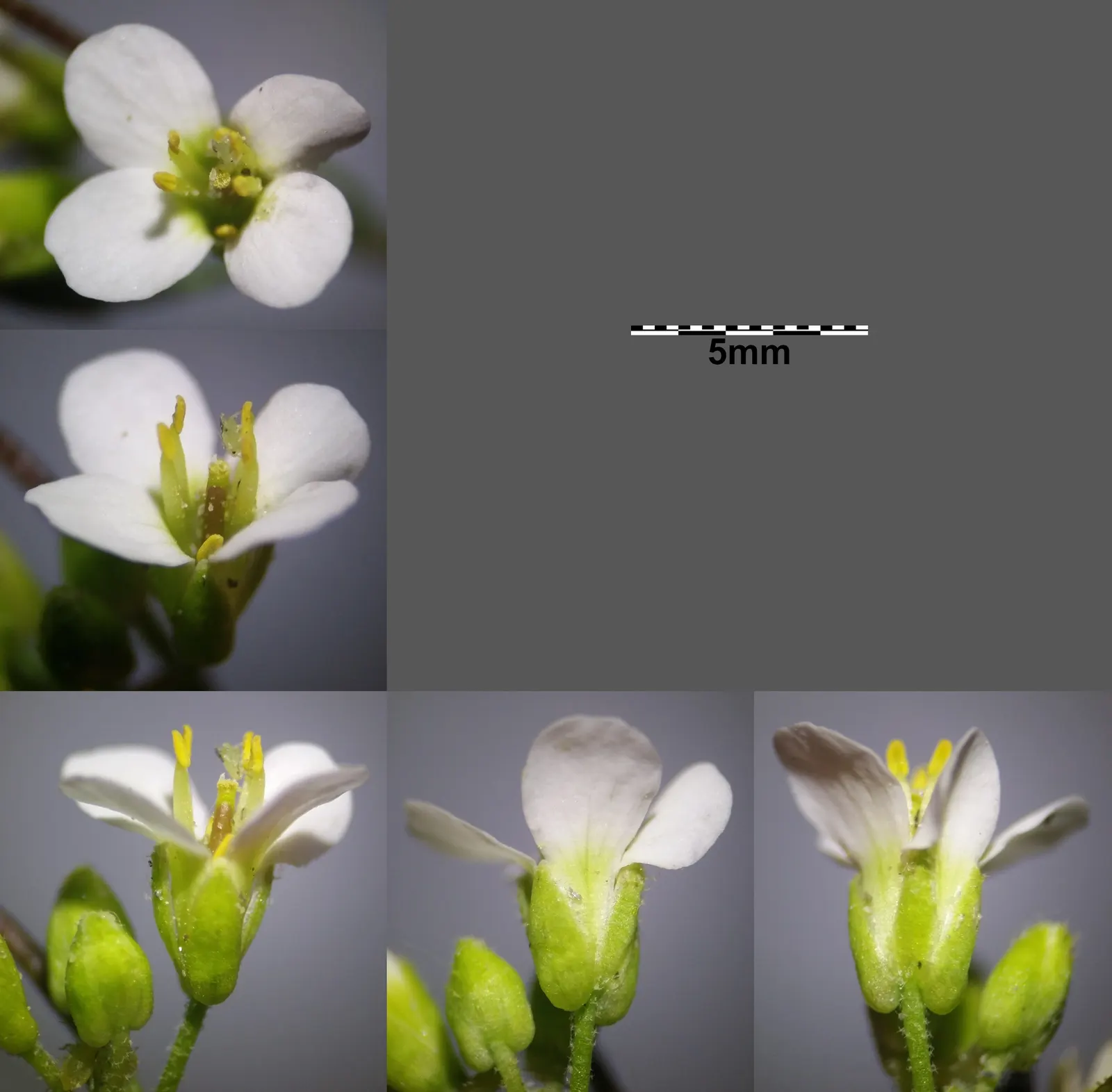 Alpine Rockcress (Arabis Caucasica) — white flowers in the garden; adding a delicate charm to rock gardens or border fronts, image 108