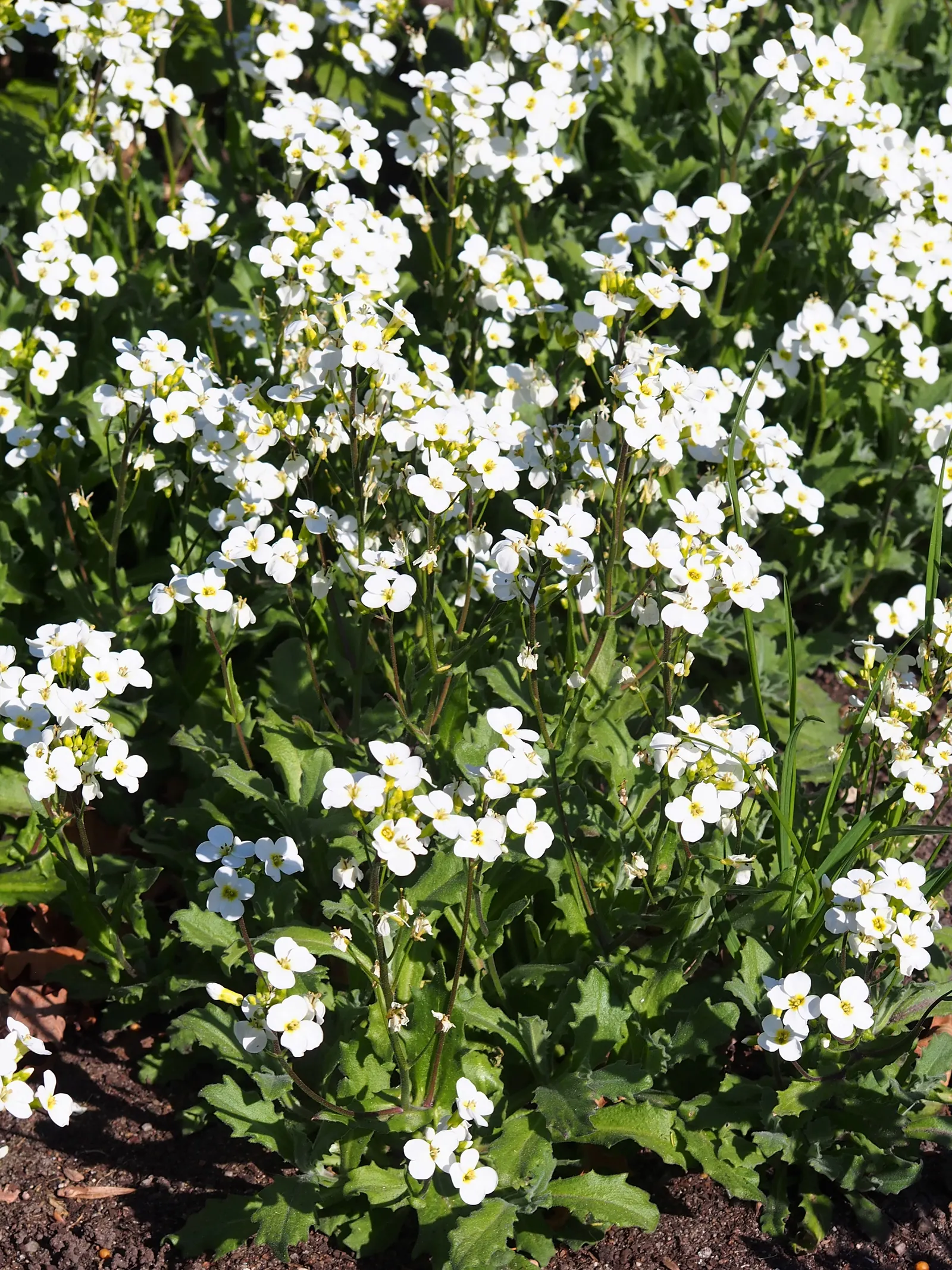 Alpine Rockcress (Arabis Caucasica) — herb / perennial with white blooms; the foliage of the Alpine Rockcress is a dense rosette of lance-shaped, image 109