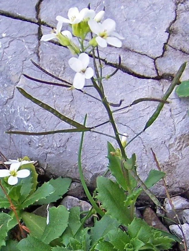 Alpine Rockcress (Arabis Caucasica) — It has minimal water requirements once established, making it a drought-tolerant option