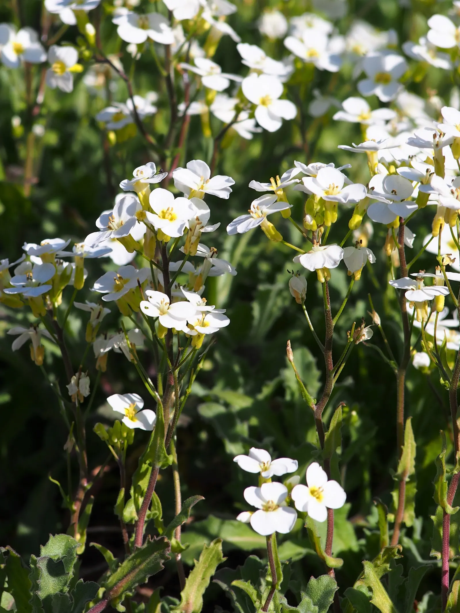 Alpine Rockcress (Arabis Caucasica) — typically reaching heights of merely 6 to 12 inches with a spread of up to 18 inches; the Alpine Rockcress, image 77