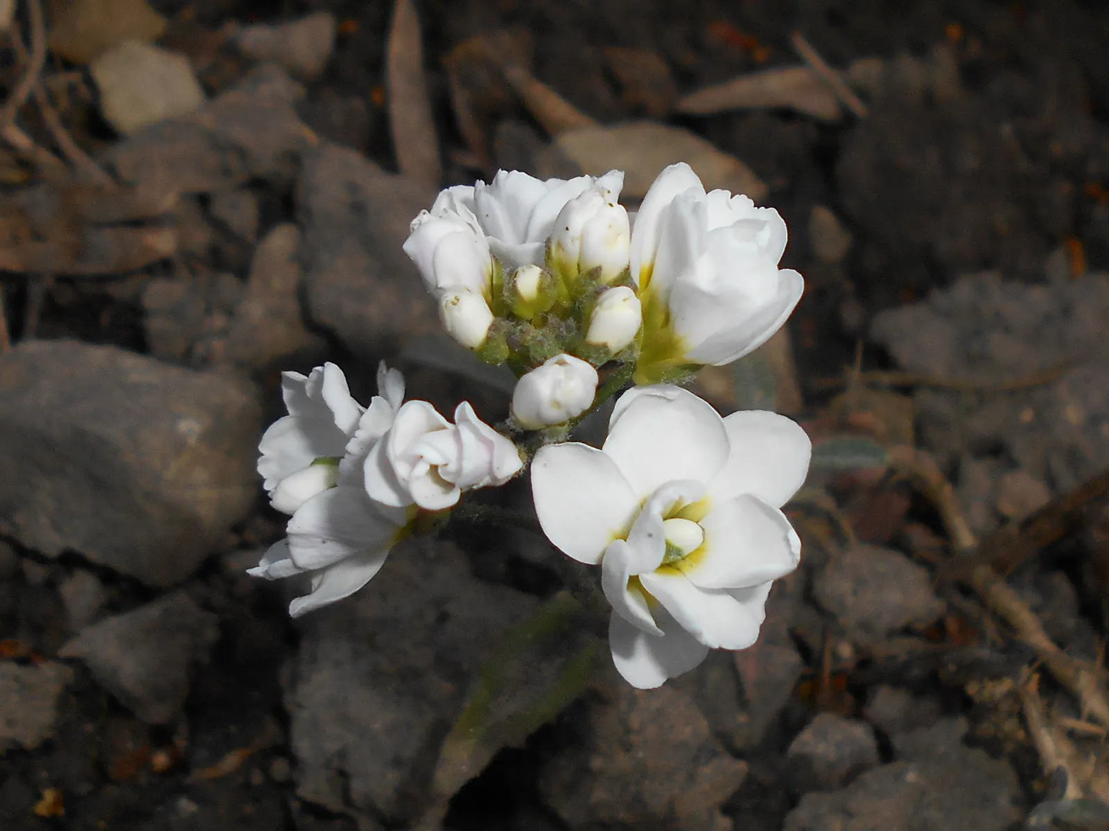 Alpine Rockcress (Arabis Caucasica) — adding a delicate charm to rock gardens or border fronts
