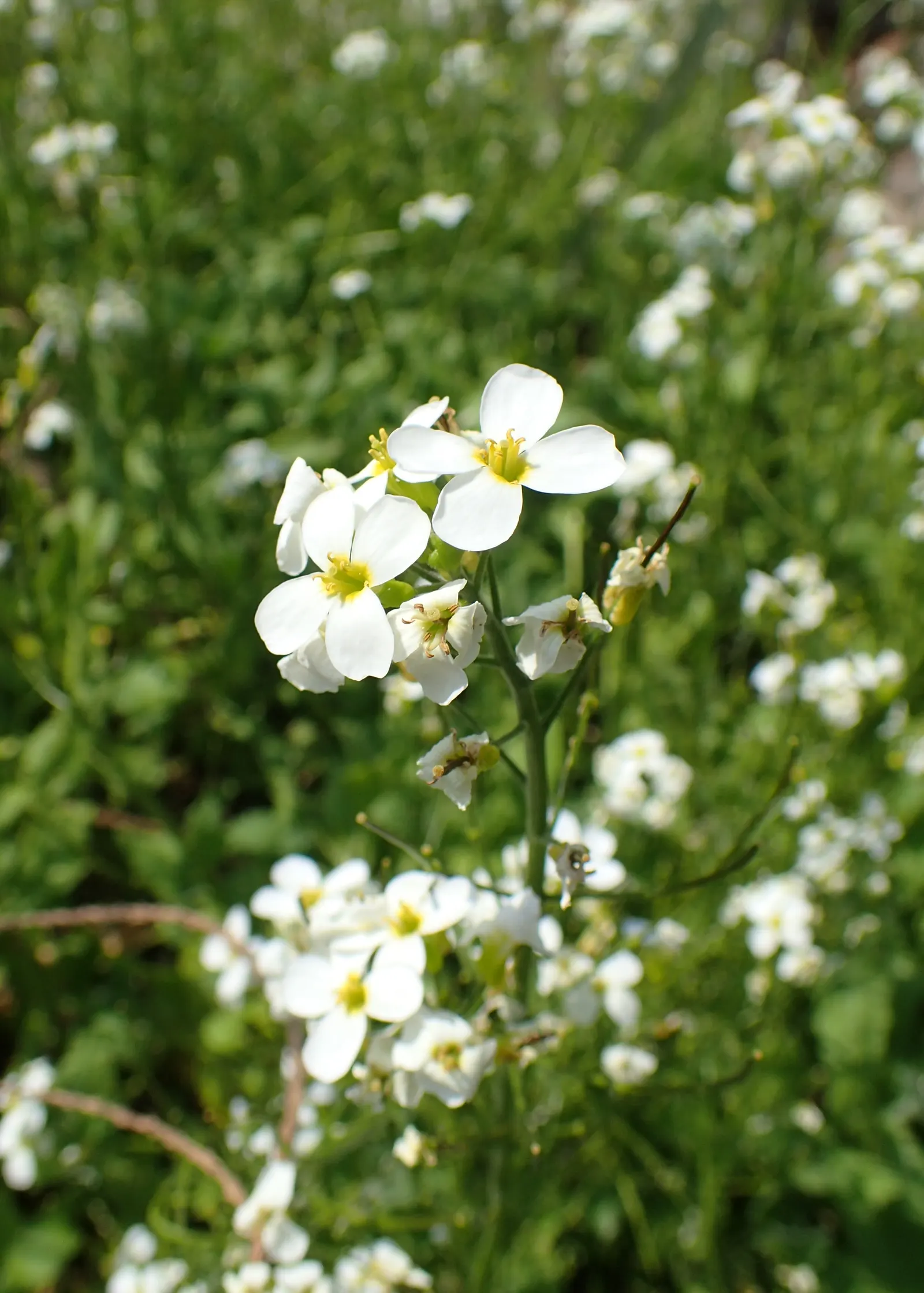 Alpine Rockcress (Arabis Caucasica) — particularly rock gardens and alpine troughs; it has minimal water requirements once established, making it a